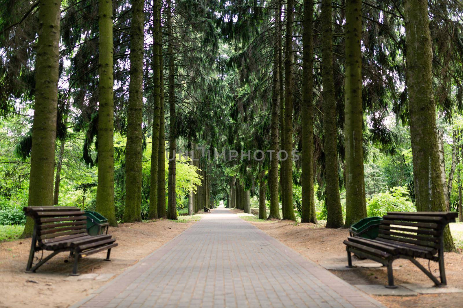 Alley ate in the park with benches in the summer.