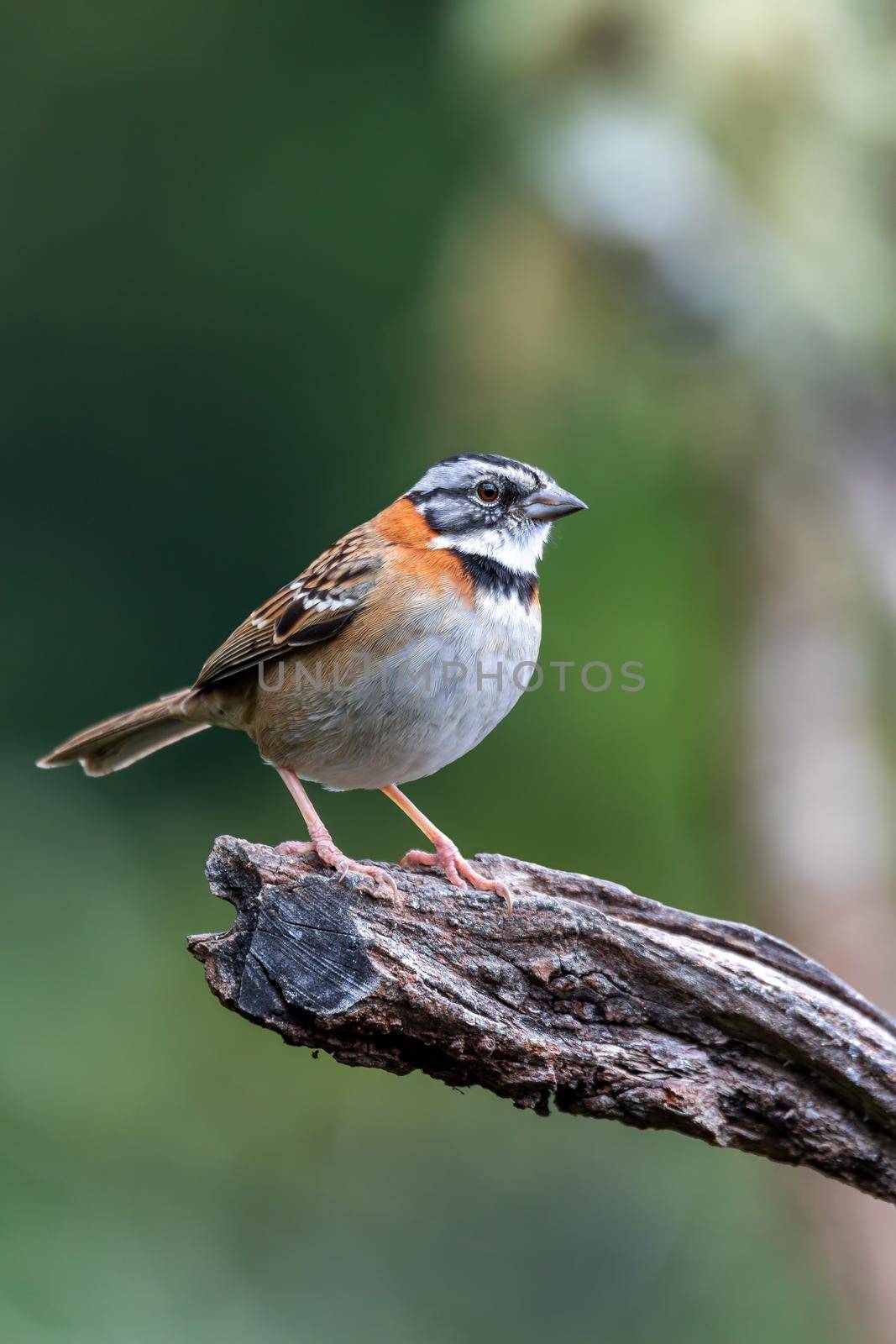 rufous-collared sparrow or Andean sparrow (Zonotrichia capensis), small song bird. San Gerardo de Dota, Wildlife and birdwatching in Costa Rica.