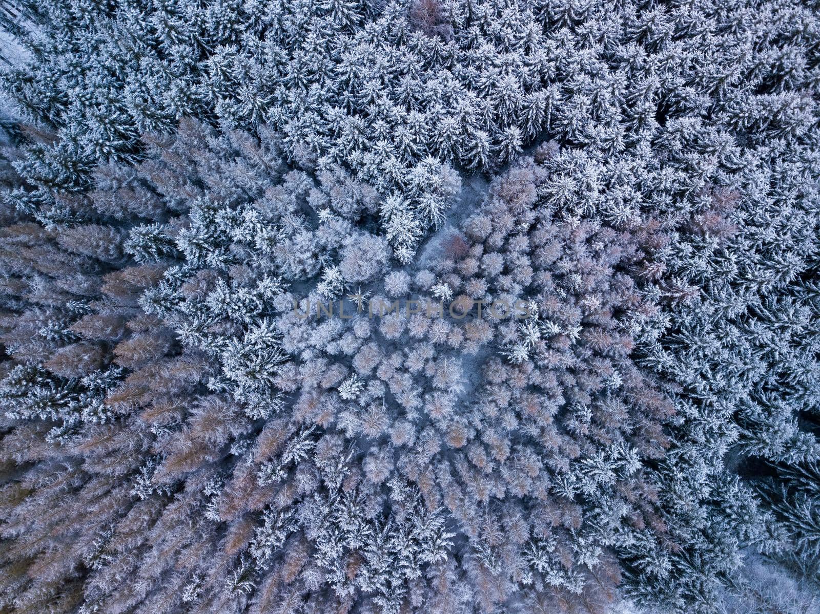 Aerial top down view of beautiful winter forest treetops. by artush