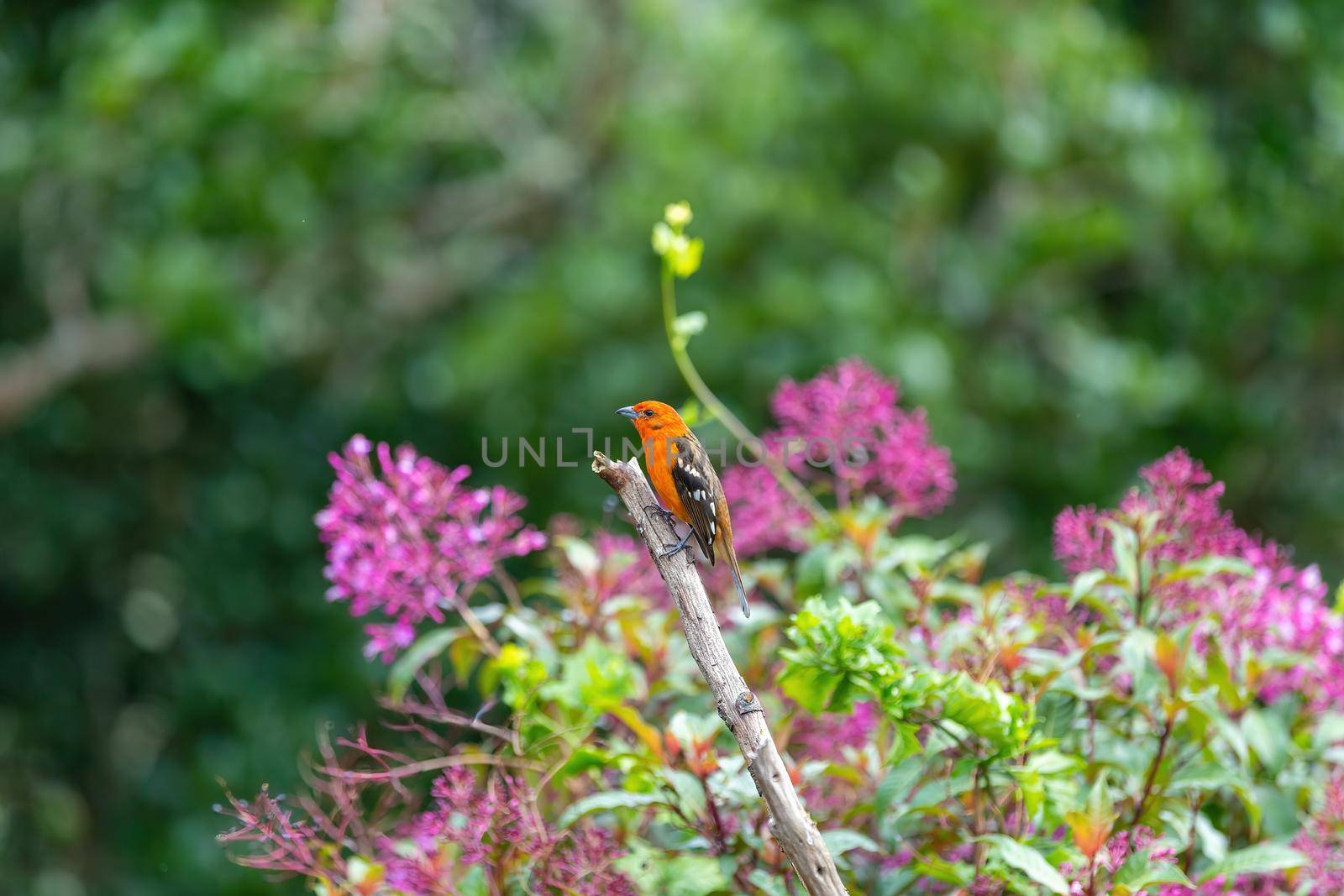 Flame-colored tanager male (Piranga bidentata) San Gerardo de Dota, Costa Rica by artush