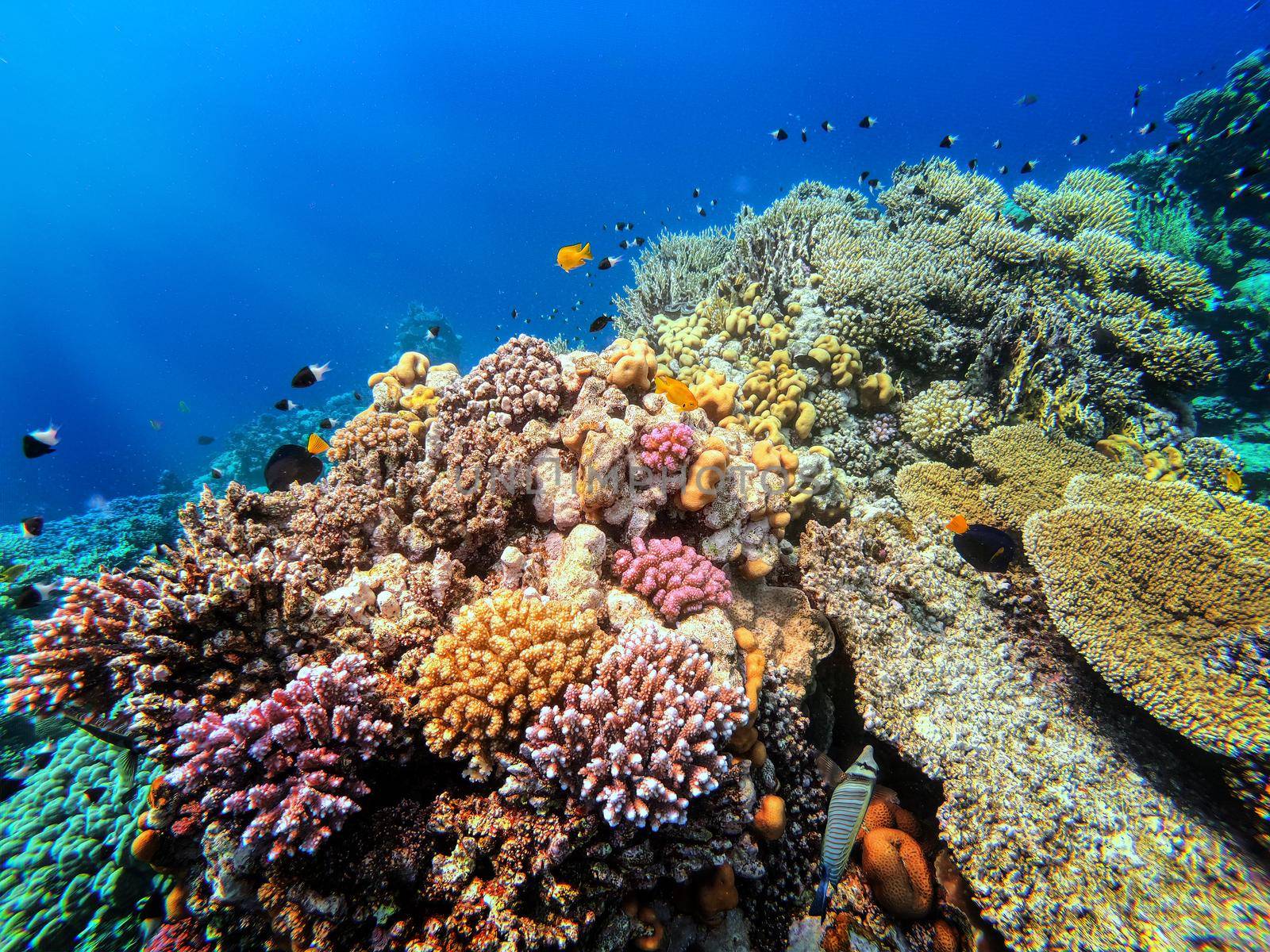 Coral on reef in red sea, Marsa Alam, Egypt by artush