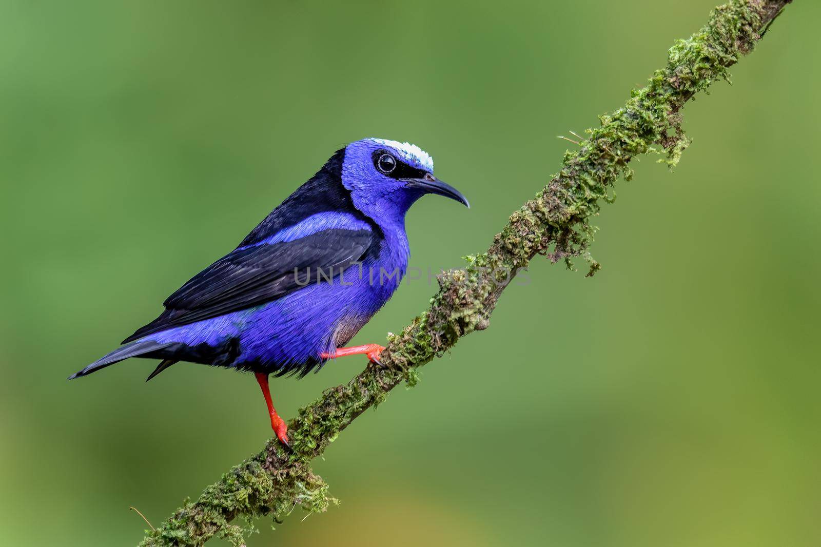 Red-legged honeycreeper (Cyanerpes cyaneus), La Fortuna, Volcano Arenal, Wildlife and birdwatching in Costa Rica.