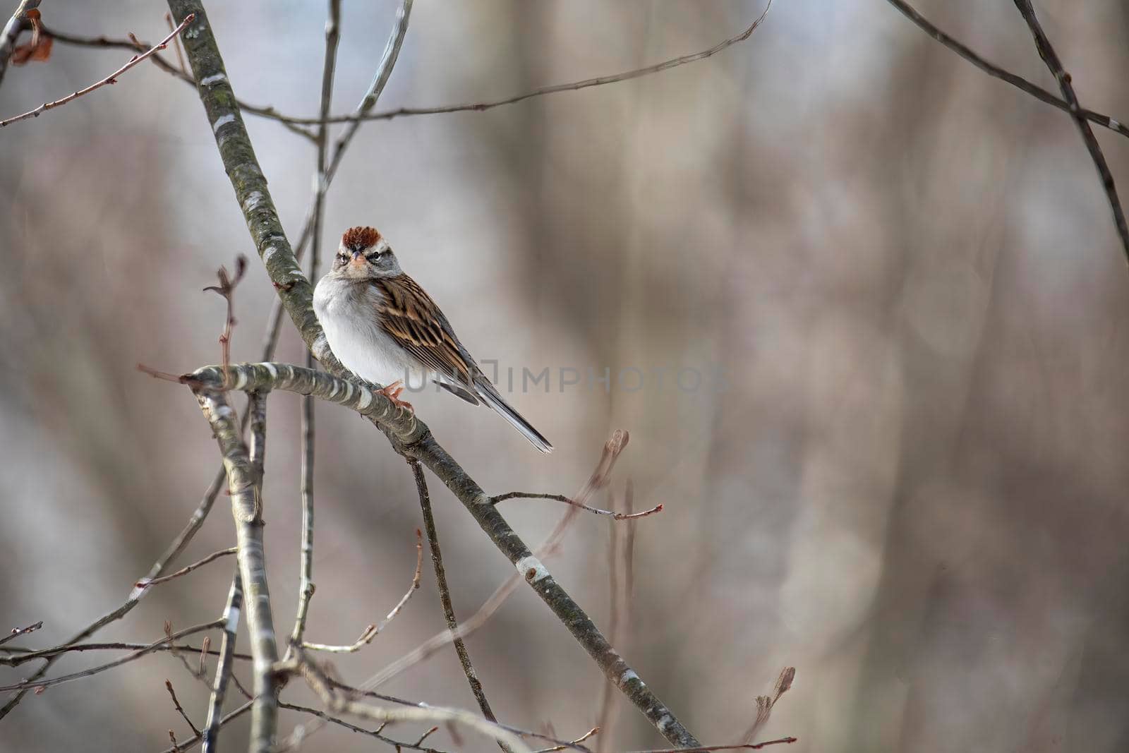 Chipping sparrow perches on a bare limb in winter.
