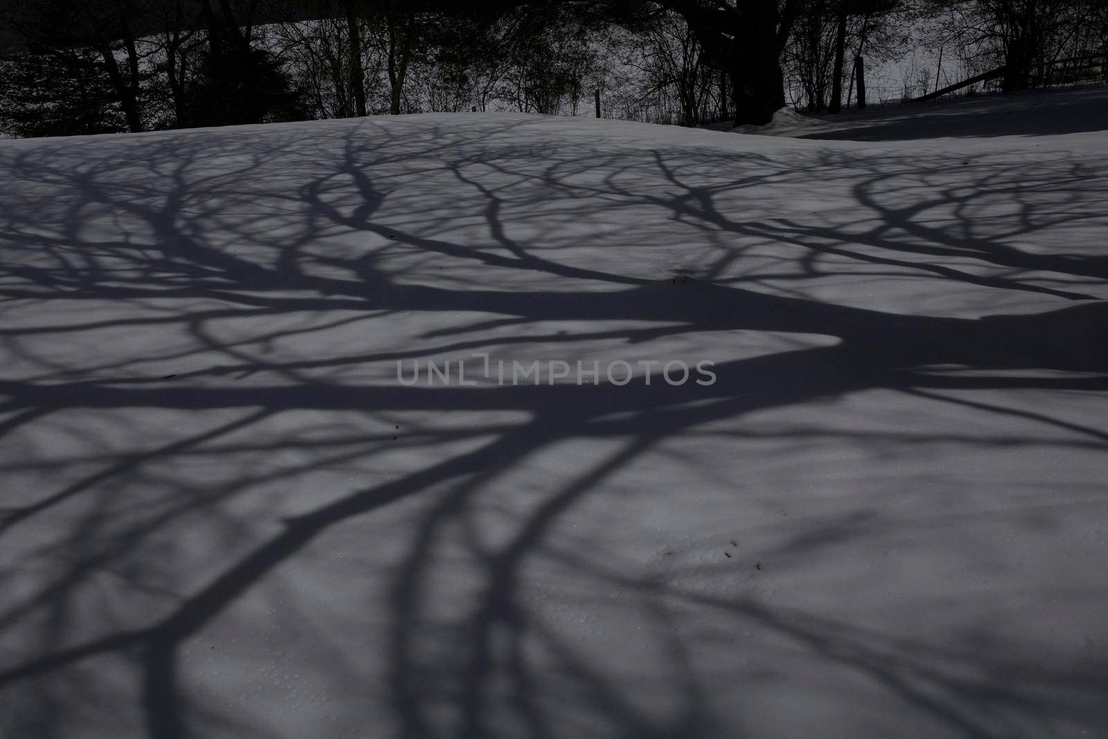 Shadows from the first full moon of 2022 (Wolf Moon) from a cherry tree cast on fresh snow.