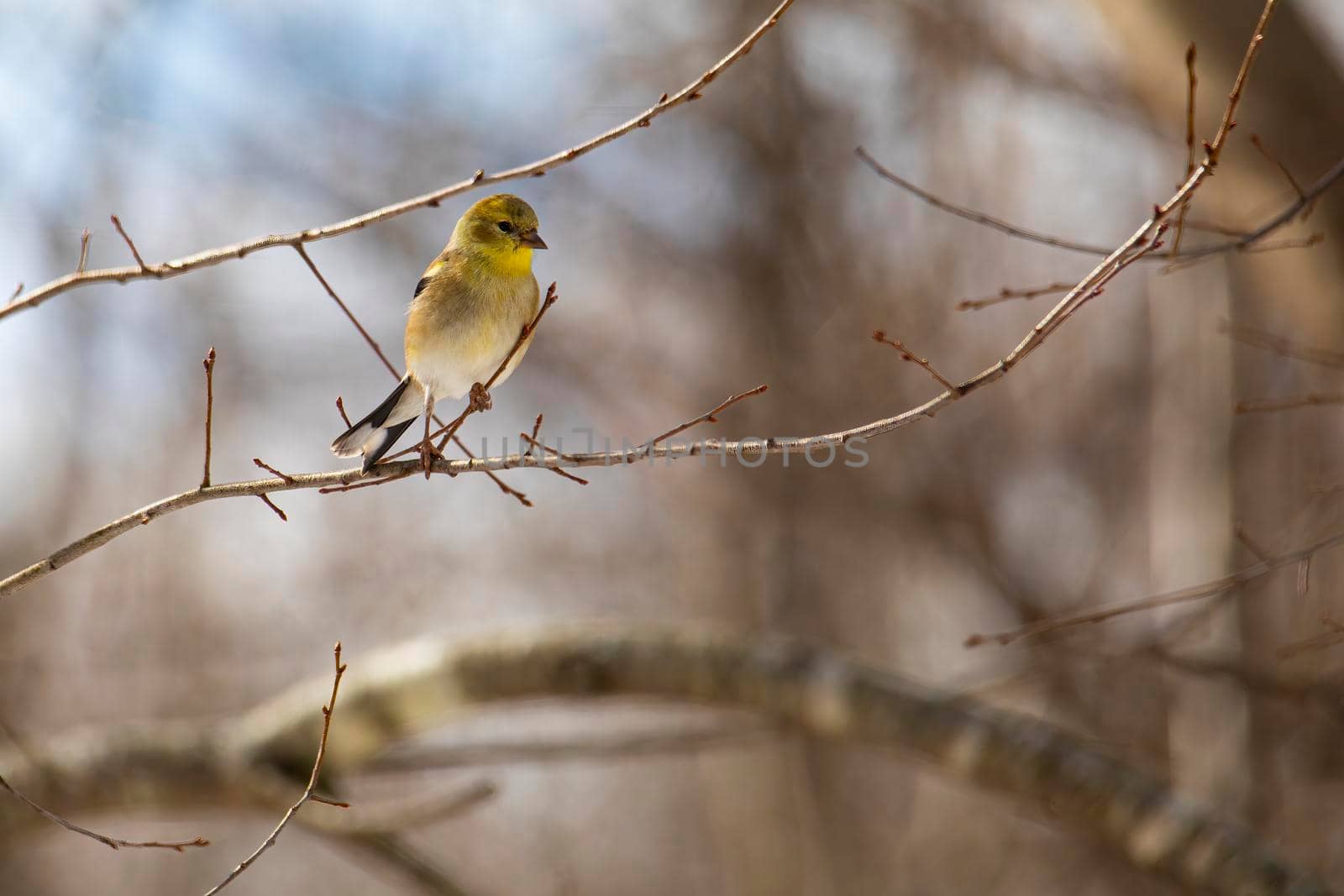 Goldfinch Perches on Twig by CharlieFloyd
