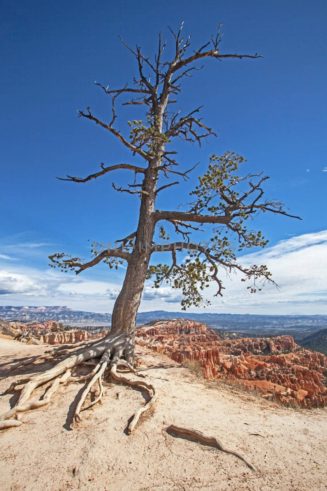 Limber Pine (Pinus flexilis) in Bryce Canyon National Park, Utah. USA