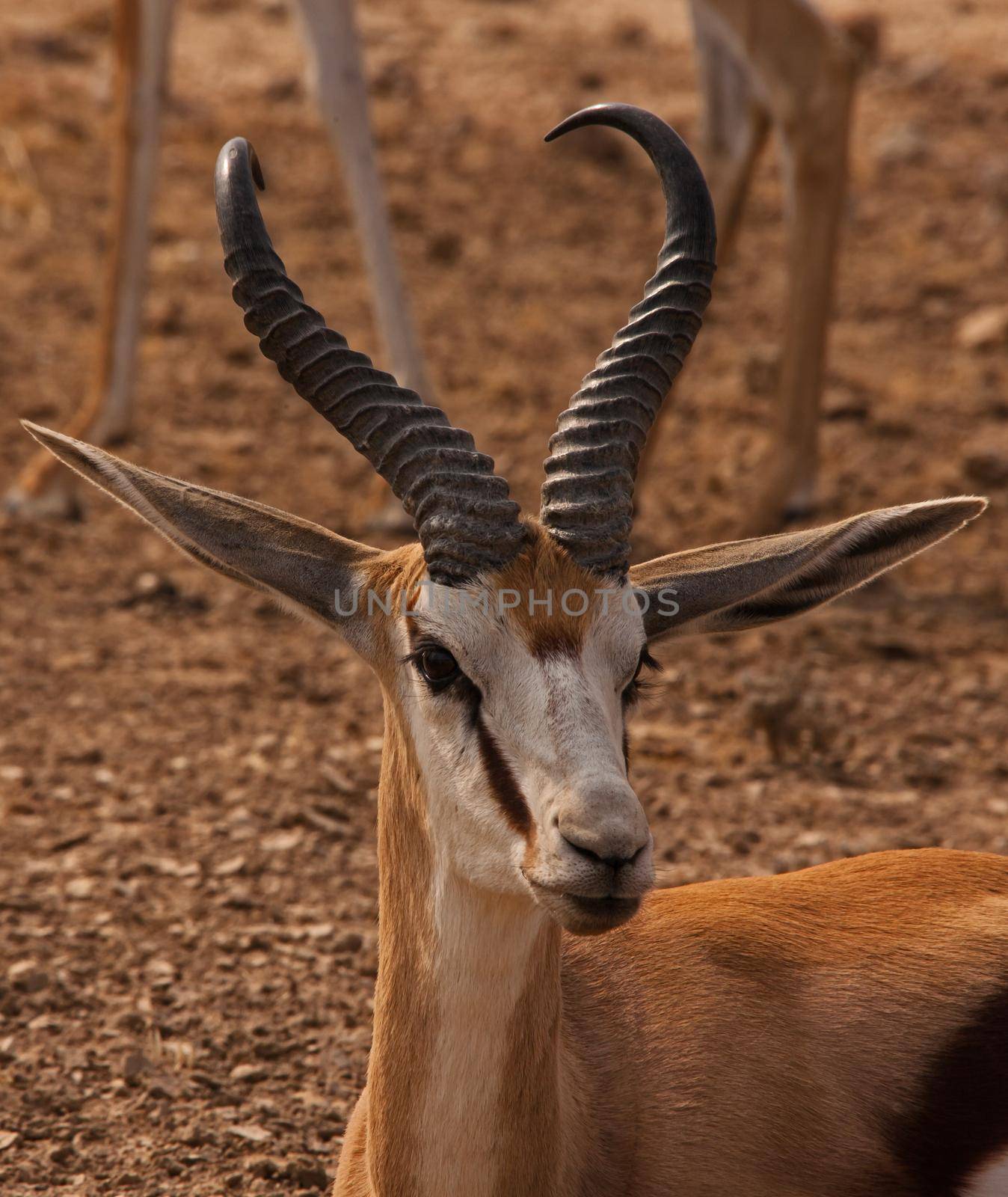 A young Springbok (Antidorcas marsupialis) in the Kgalagadi Trans Frontier Park. South Africa