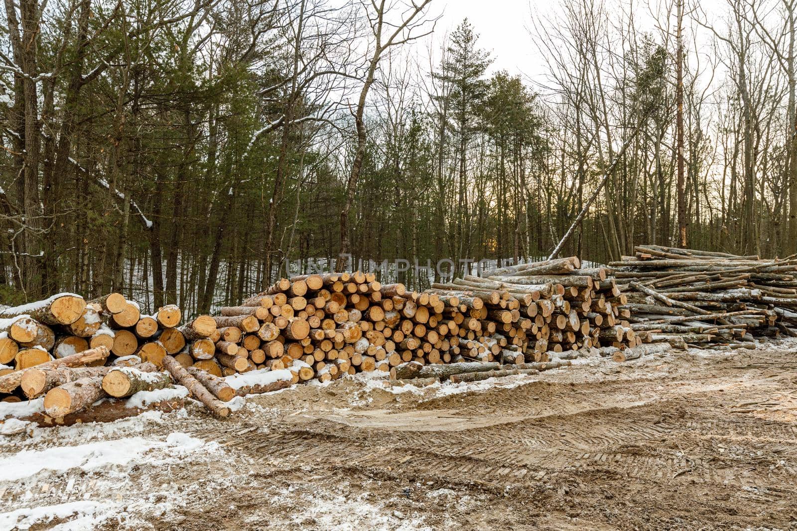 Freshly logged and harvested trees arranged in piles, in the winter in Tiny Township, Ontario. High quality photo