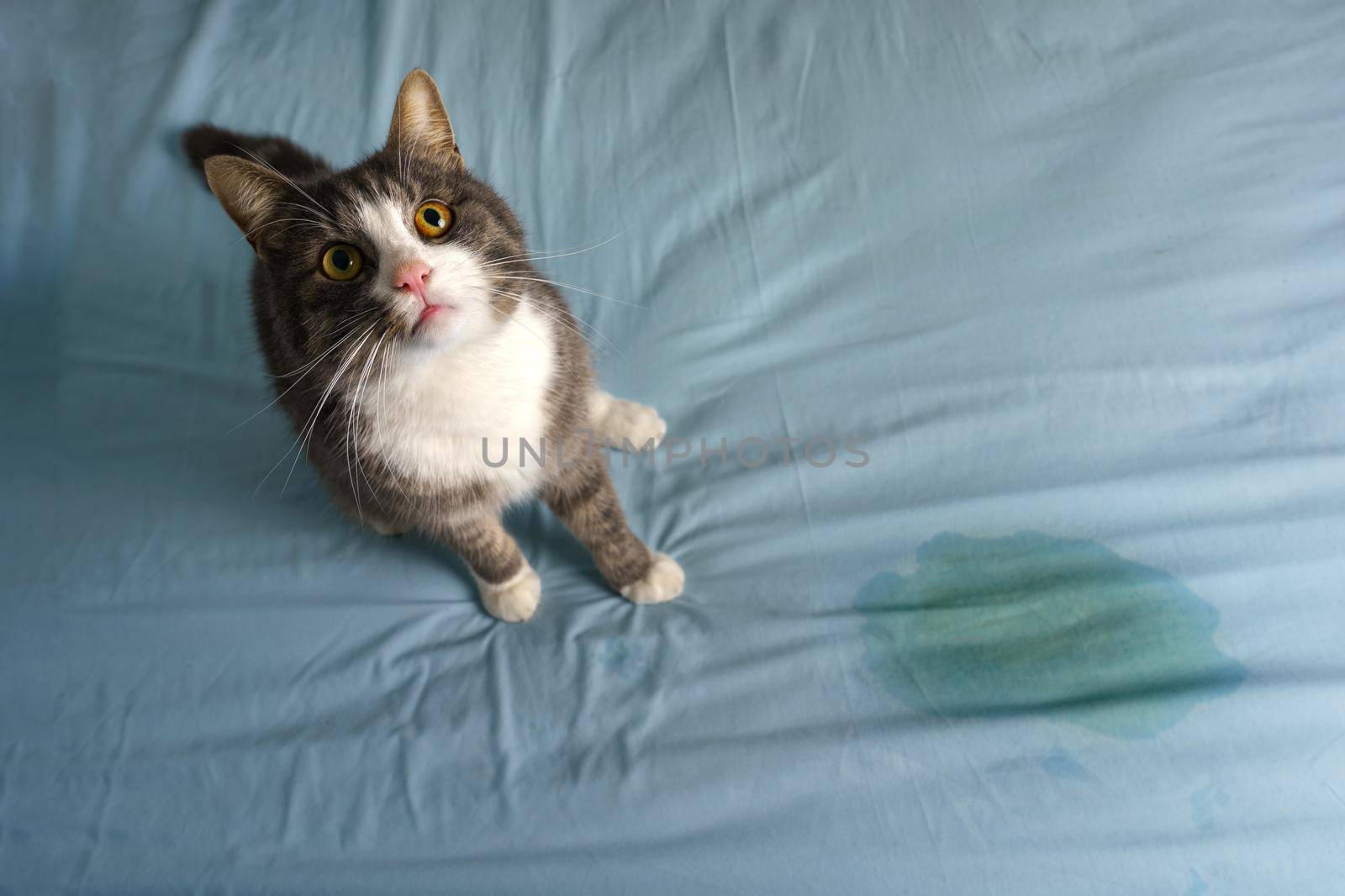 Cat sitting near wet or piss spot on the bed. Cat peeing or urinating on bed at home. Bad cat behaviour. High quality photo