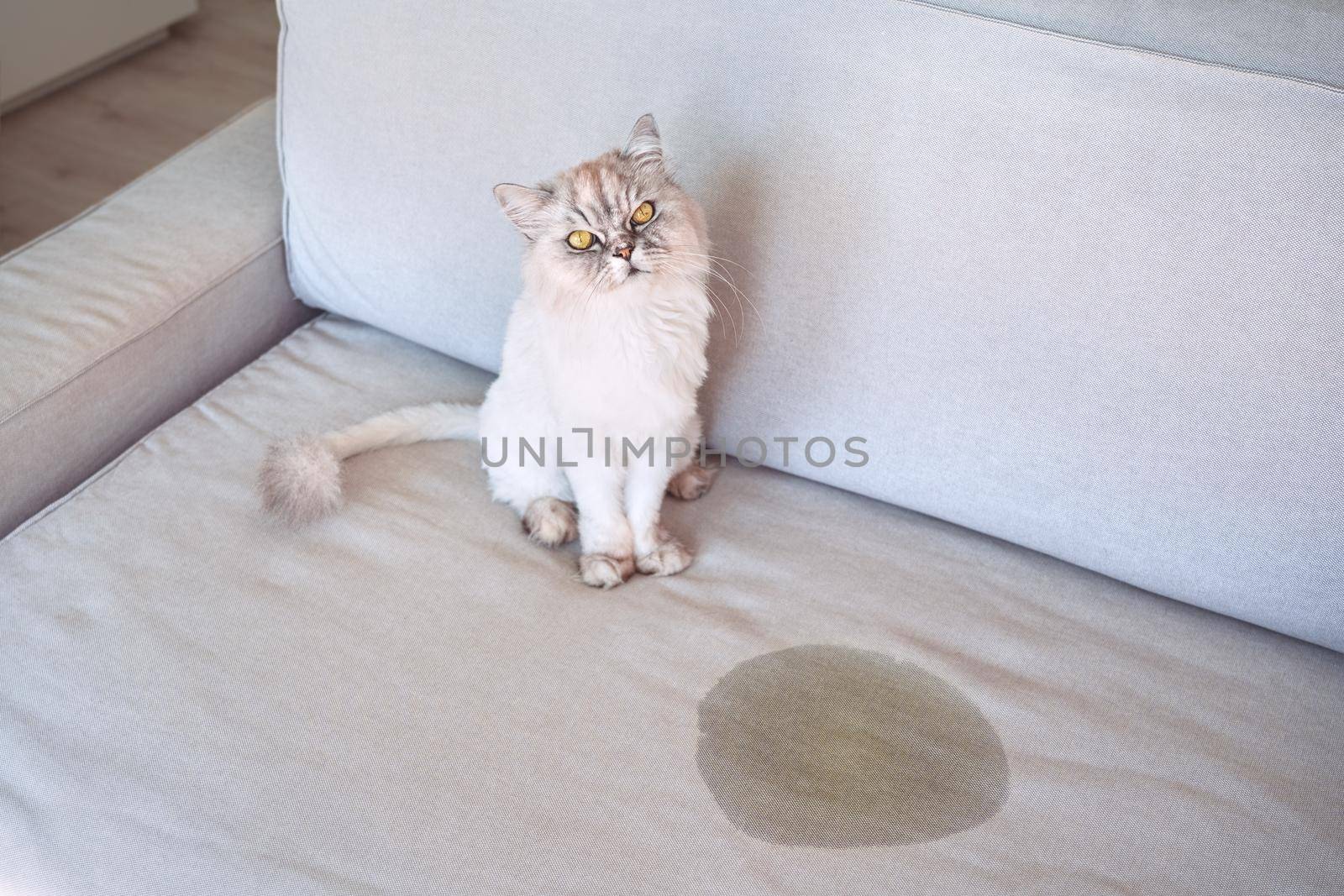 Cat urinating at home. Cat sitting near wet or piss spot on the couch by DariaKulkova