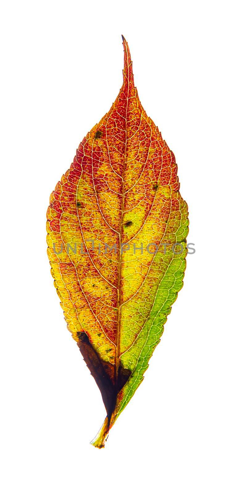 Red, yellow and green honey locust leaf isolated on a white background