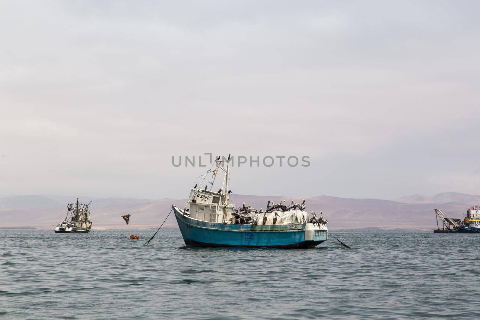 Paracas, Peru - September 12, 2015: Pelicans sitting on a fishing boat anchored in the bay