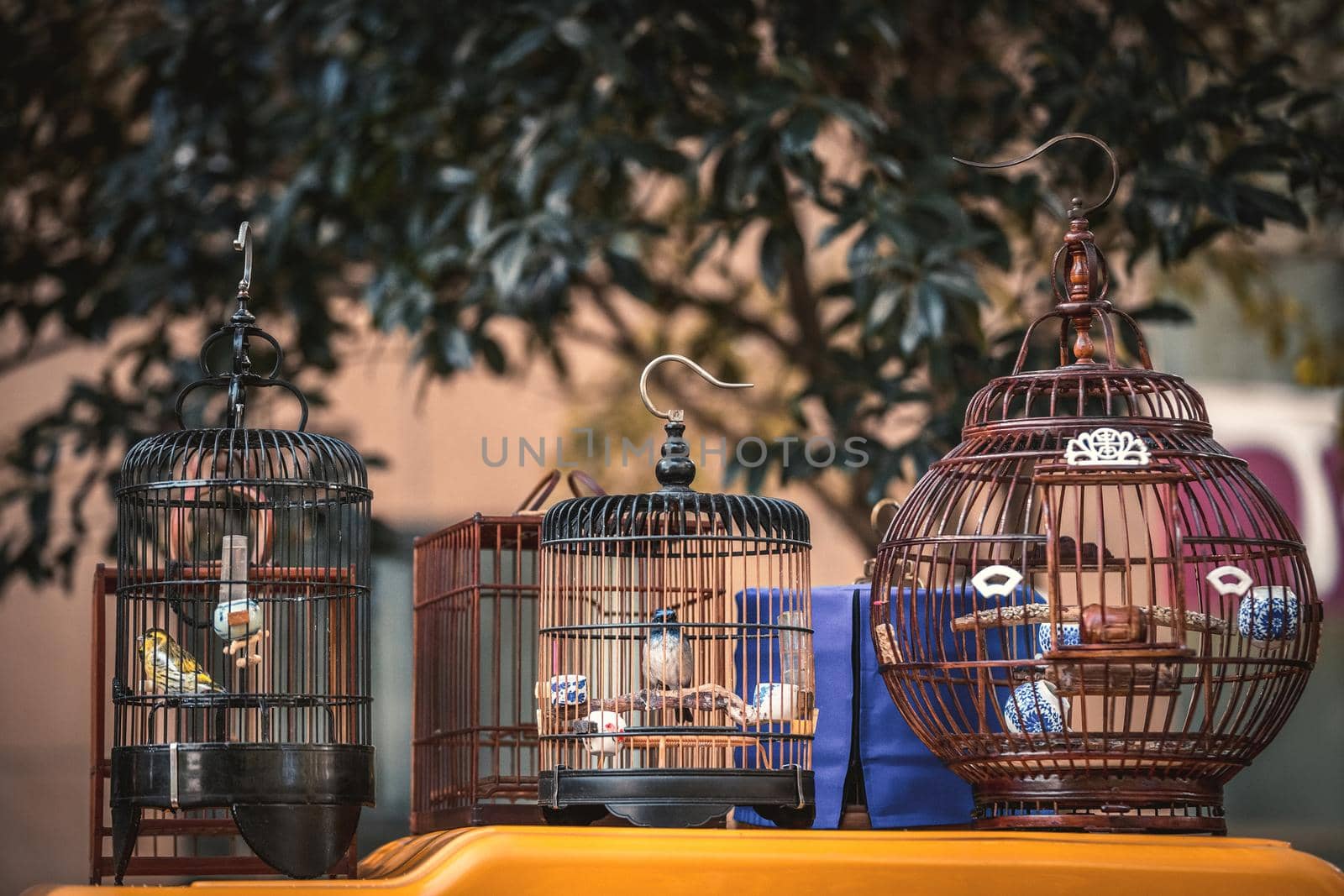 Birds in cages hanging at the street market in Hangzhou, China