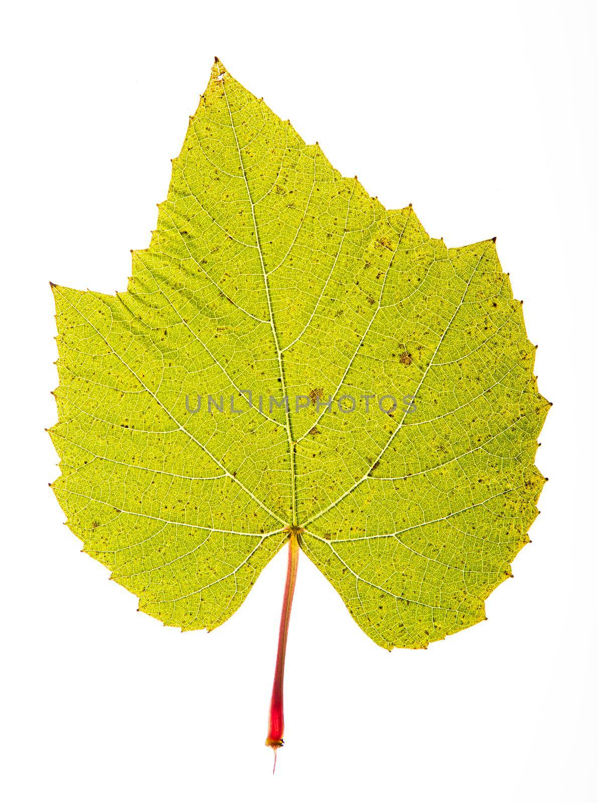 Large green tree leaf isolated on a white background
