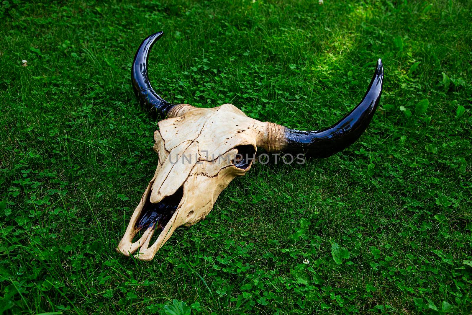 Skull against grass by mypstudio