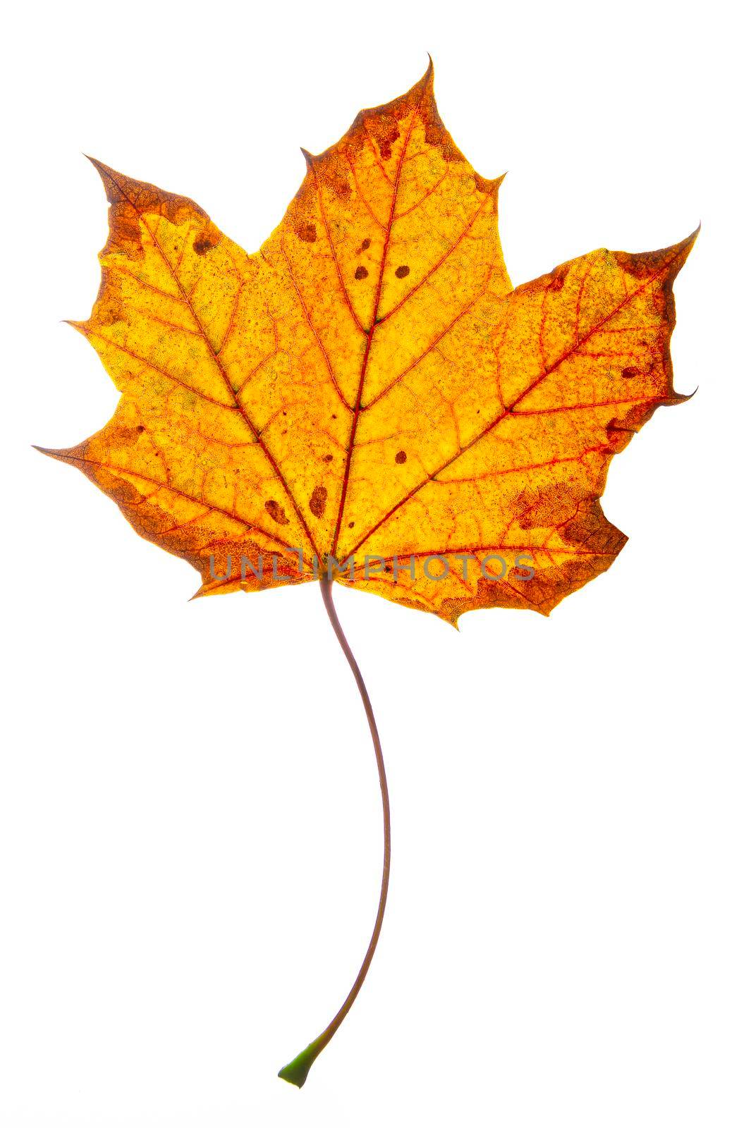 Orange and brown maple leave isolated on a white background
