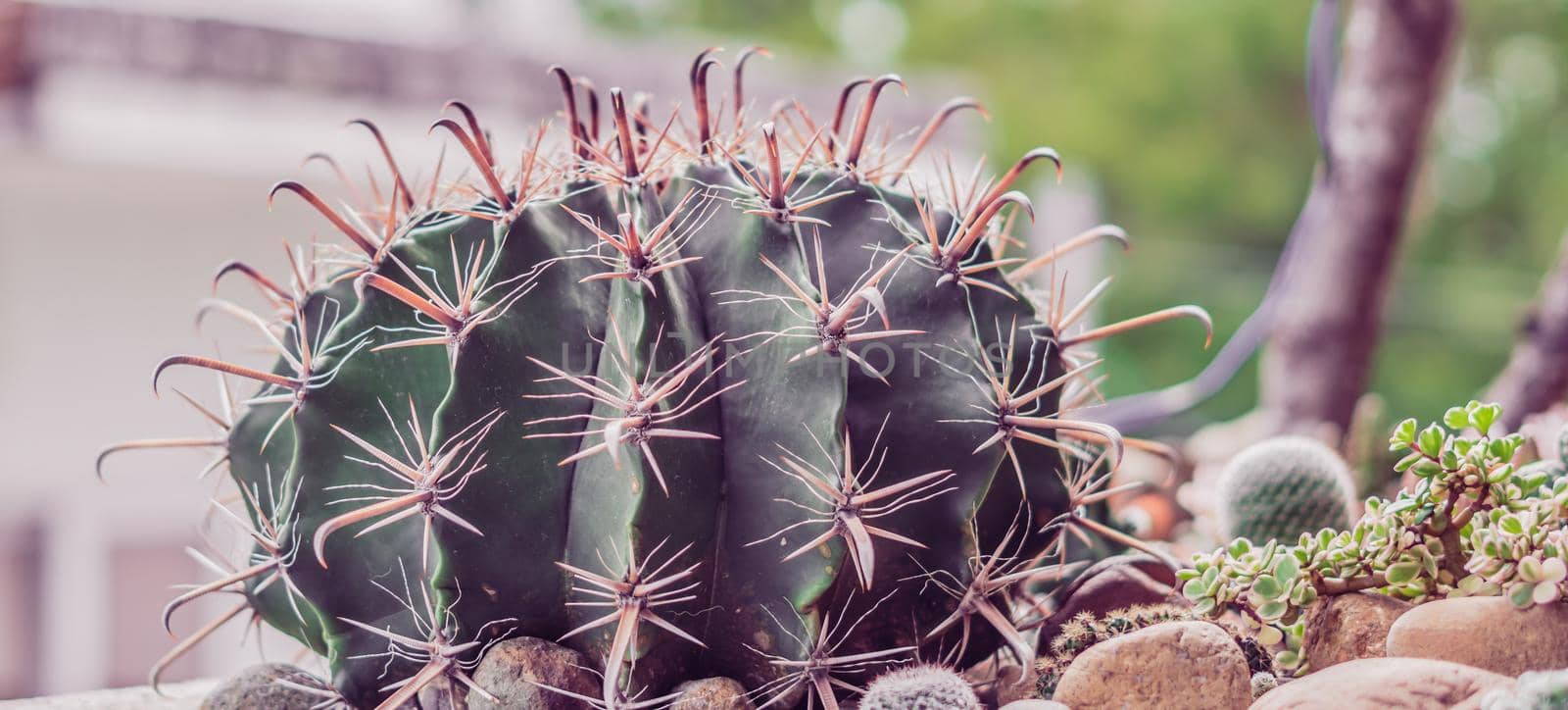 BANNER Real nature beauty background. Close-up Dark green spheric cactus prickly sharp yellow needle. Large Echinocactus Gruzona spiked balls grow. Floral concept, difficult. More tone in stock.