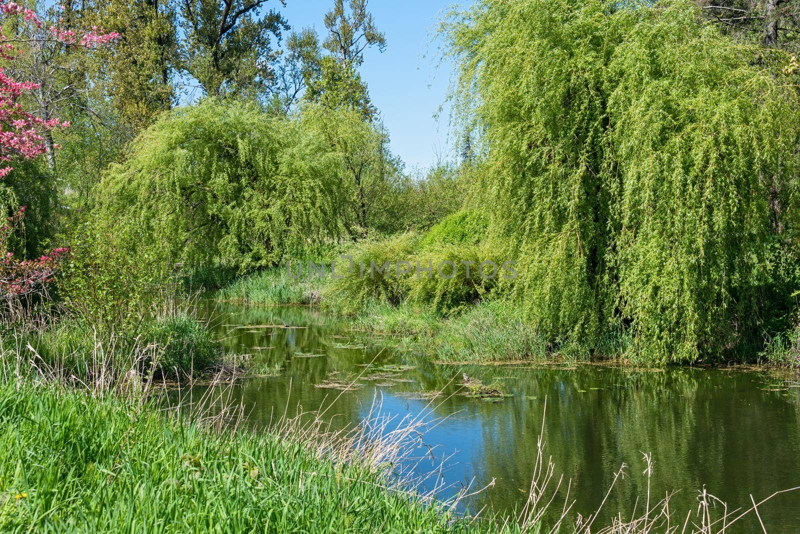 Green trees and grass around slow river on bright hot summer day.