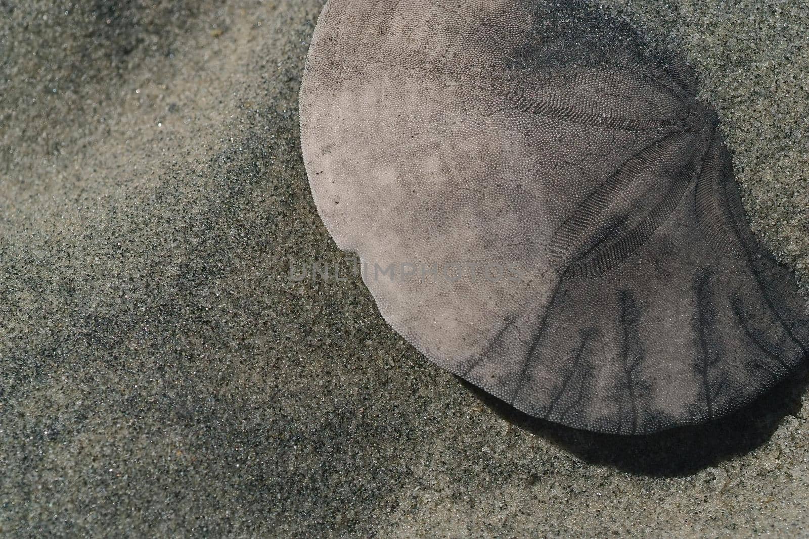 Close up of a sand dollar partially covered by beach sand by markvandam