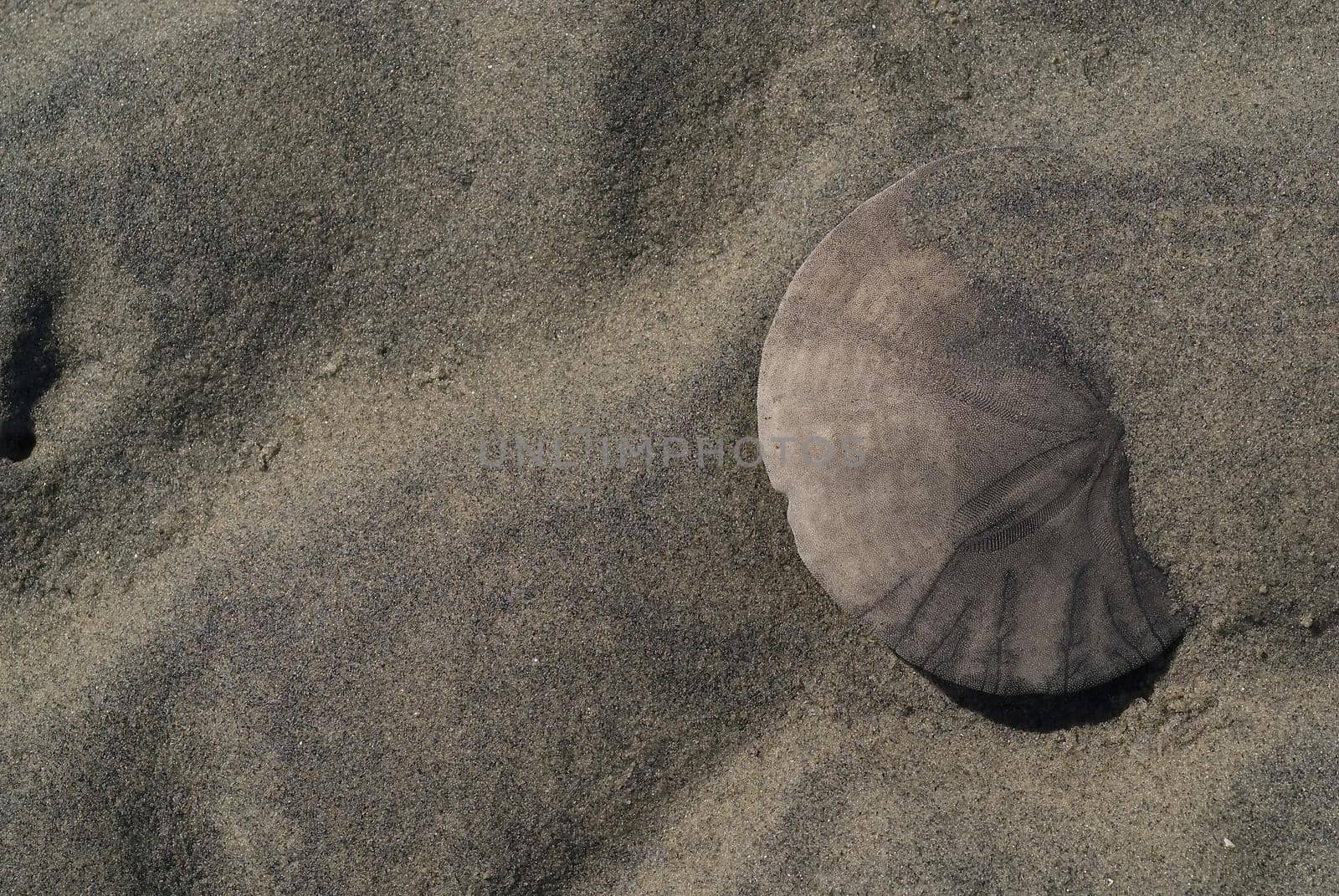 Close up of a sand dollar partially covered by beach sand on Vancouver Island in Canada. High quality photo