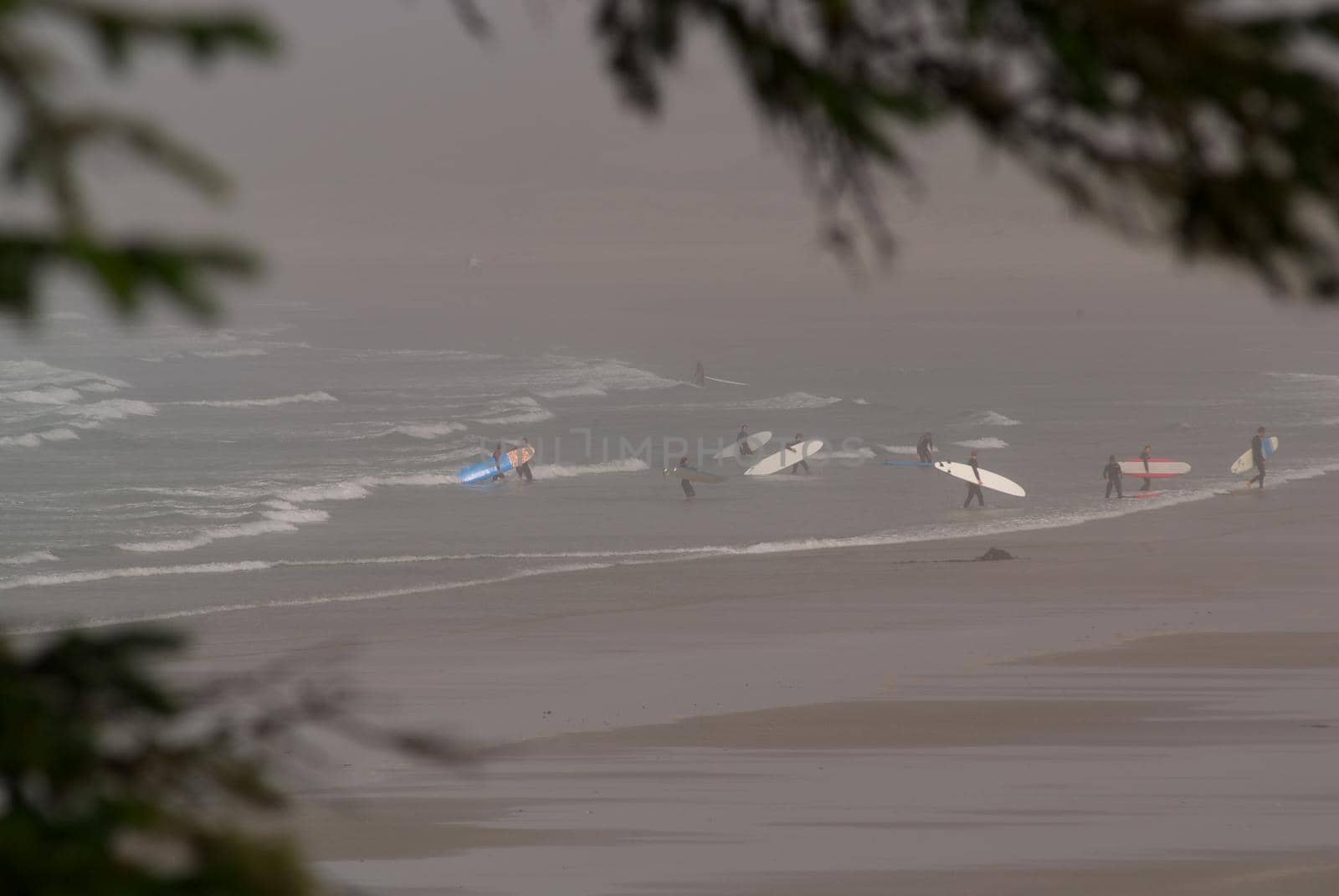 A crowd of Surfers in the Waves on a misty day in Tofino in British Columbia in Canada. Viewpoint framed by spruce brances. High quality photo
