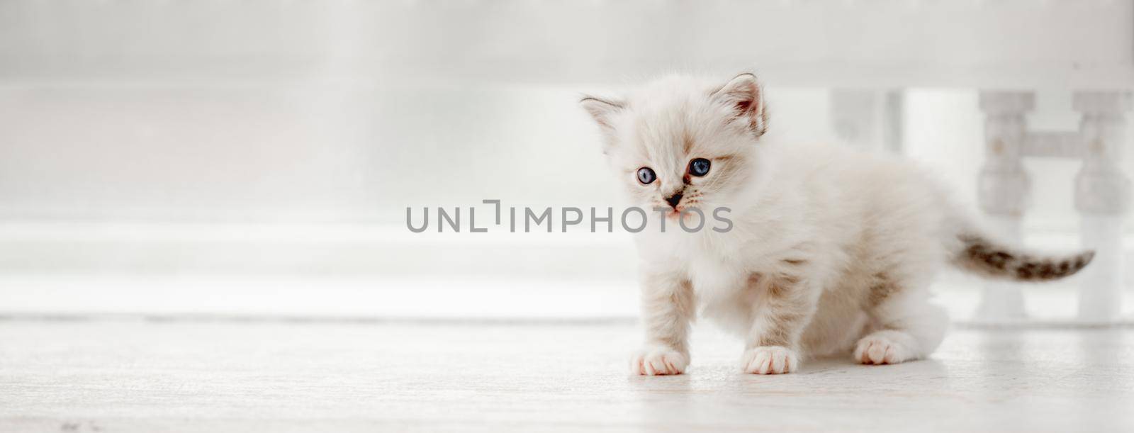 Adorable fluffy ragdoll kitten with beautiful blue eyes standing isolated on blurred white background. Cute little kitty in light room with daylight. Horizontal portrait of purebred small cat