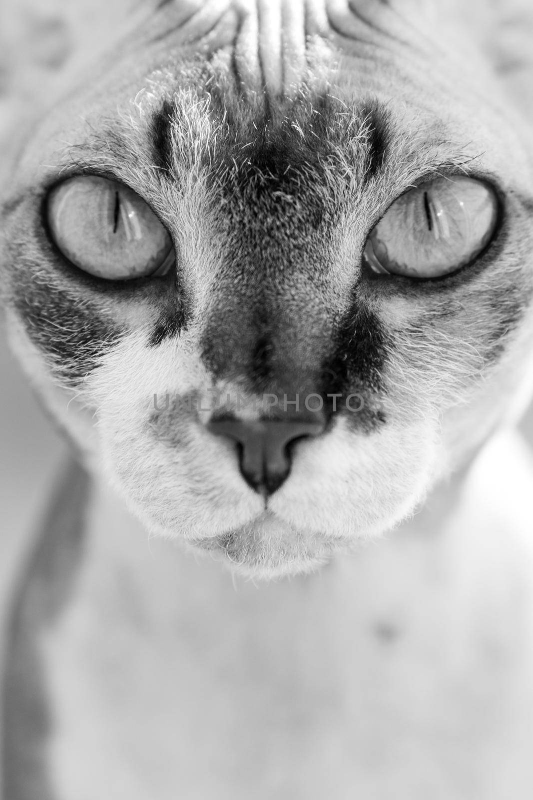 portrait of a beautiful adorable young kitten sphinx cat close up by Marina-A