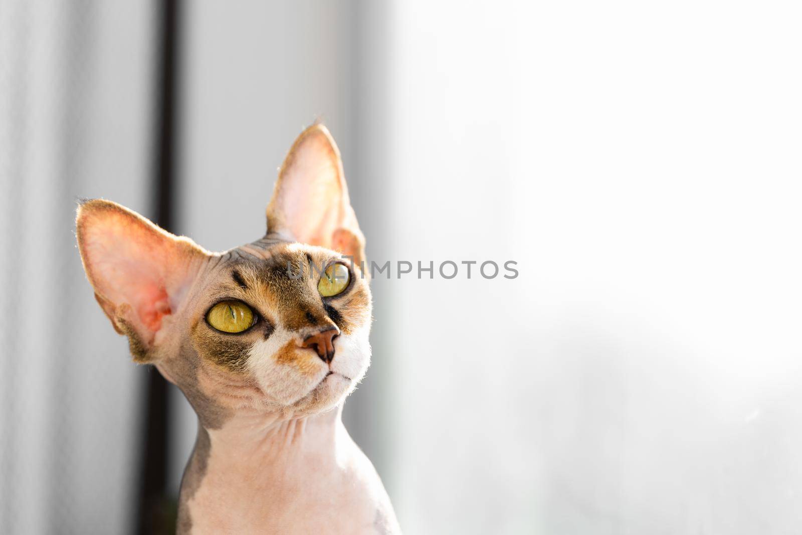 portrait of a beautiful adorable young kitten sphinx cat sitting on a window sill and watch for outdoor by Marina-A