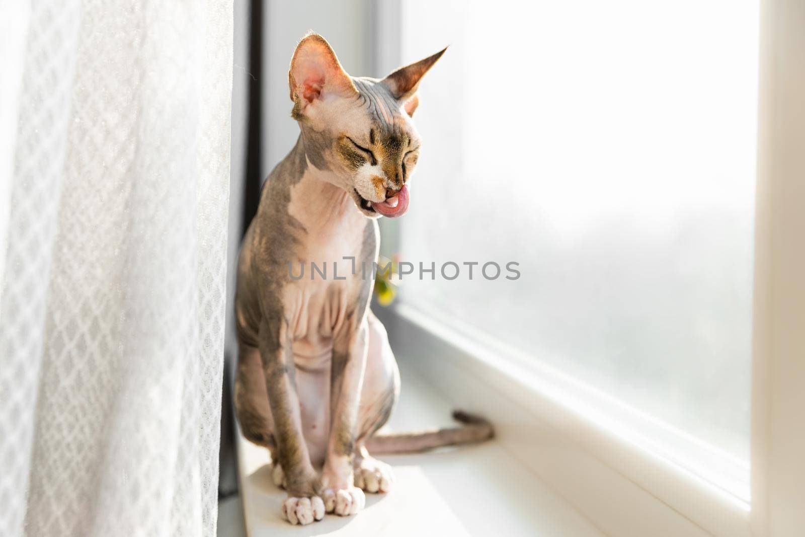 Cat grooming himself cleaning his paw while resting on window sill. Sphinx cat. Cat's tongue by Marina-A