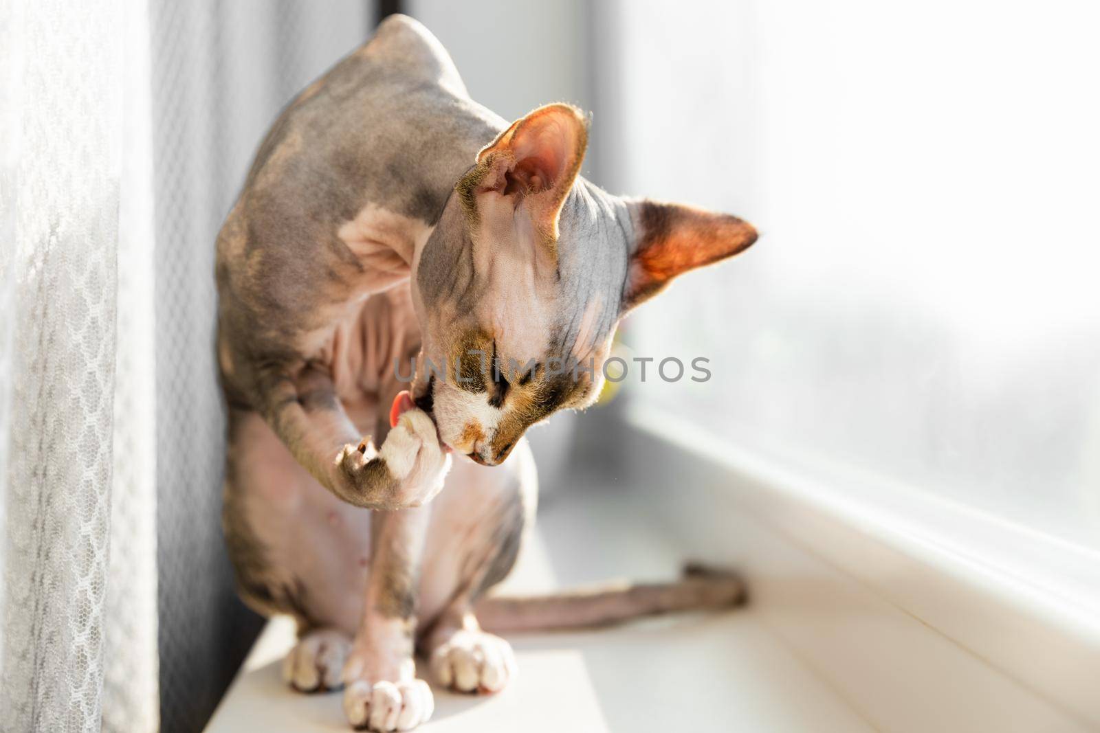 Cat grooming himself cleaning his paw while resting on window sill. Sphinx cat. Cat's tongue by Marina-A