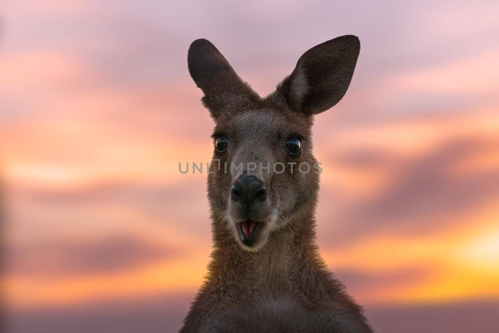 Australian kangaroo against a vivid sunset light by lovleah