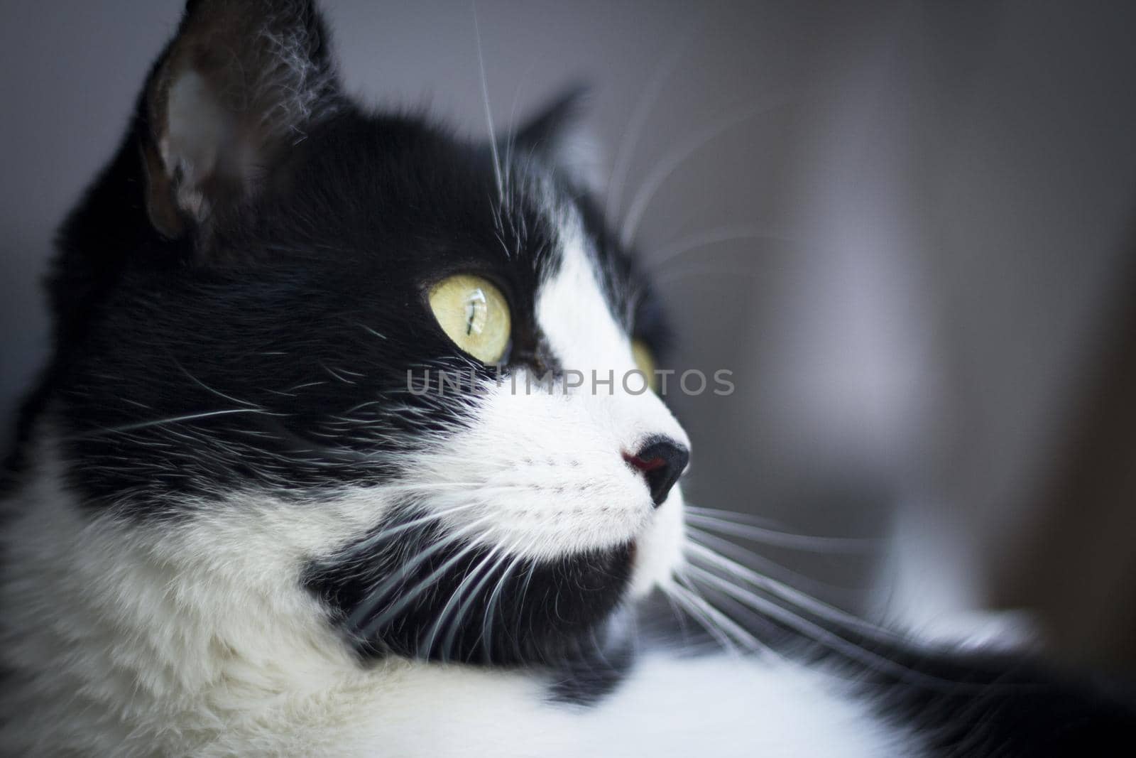 Immunodeficient black and white cat portrait. Relaxing
