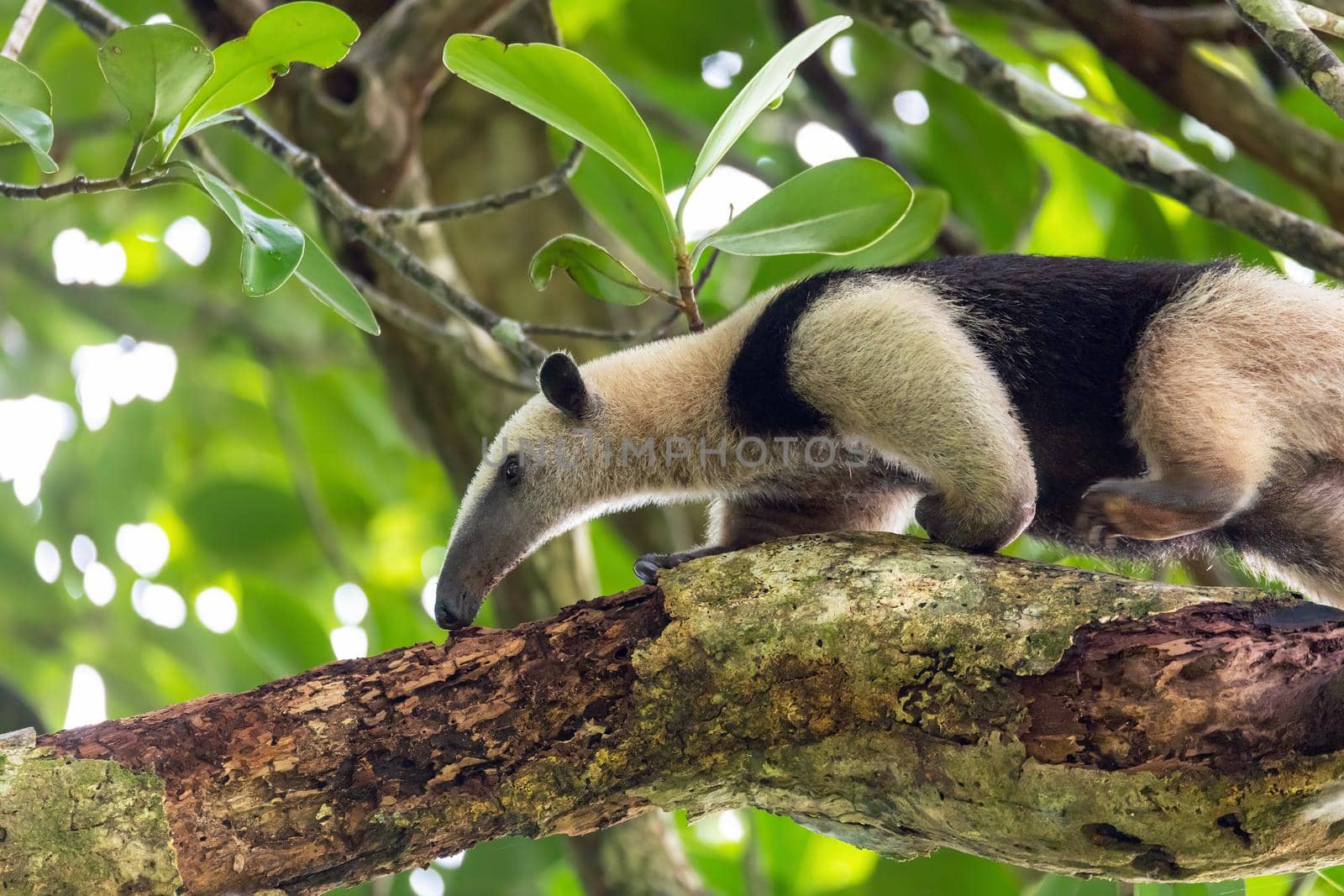 Northern tamandua (Tamandua mexicana), ant eater climg in treetop, Tortuguero Cero, Costa Rica wildlife