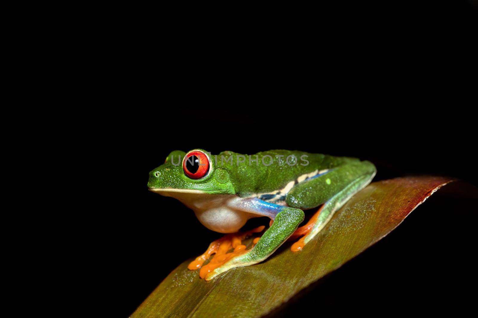 Red-eyed tree frog, Agalychnis callidryas, Cano Negro, Costa Rica wildlife by artush