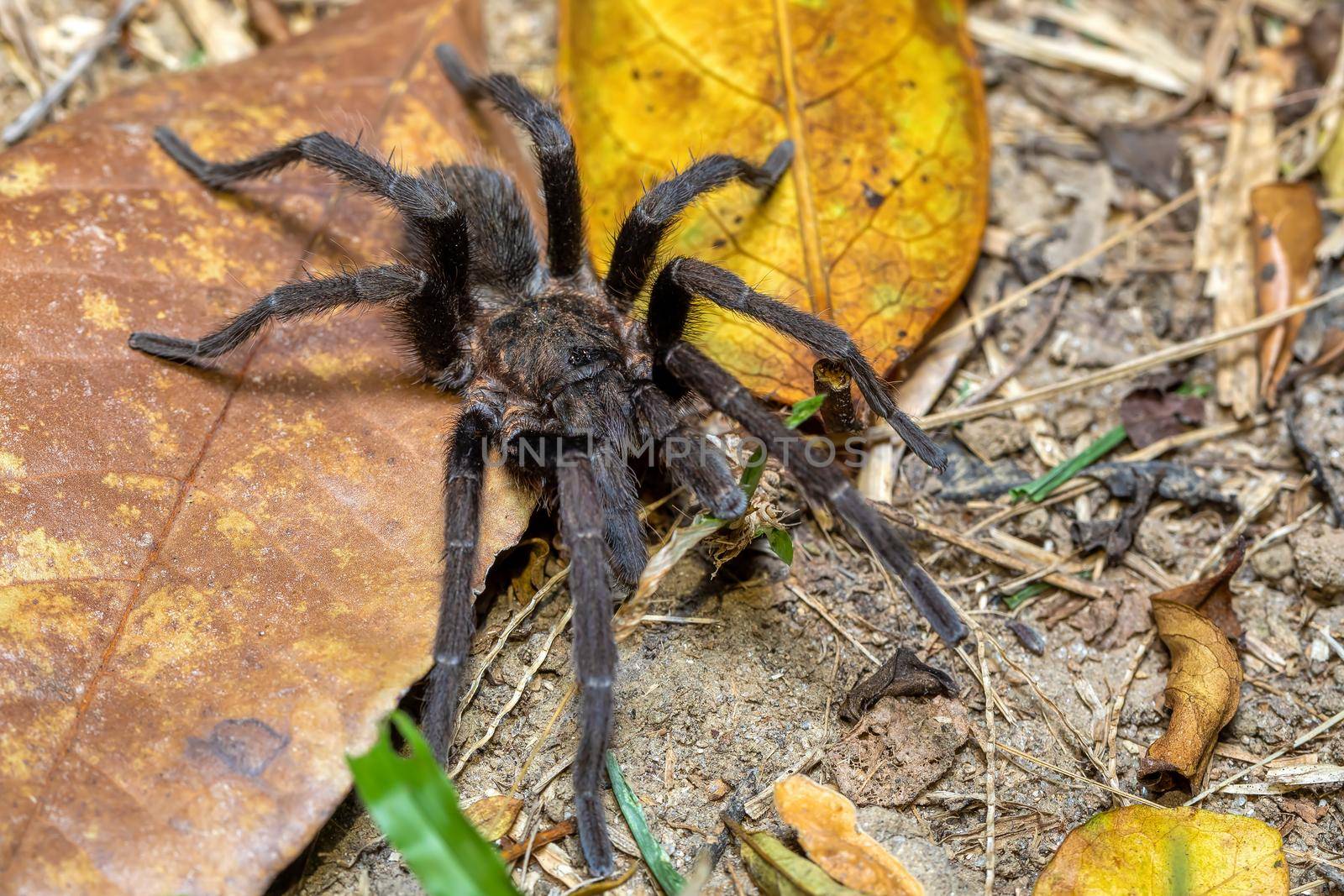 Big and scary danger tarantula spider walking and hunting on the ground at night. Tarantula (Sericopelma melanotarsum). Curubande de Liberia, Costa Rica wildlife