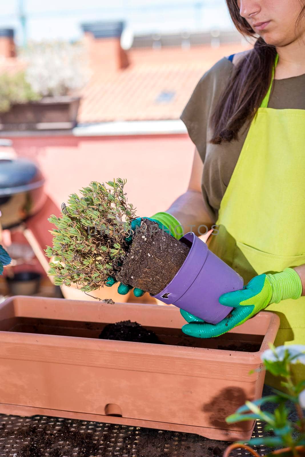 Home gardening. Hands with gloves planted a flowers in a pot. by raferto1973