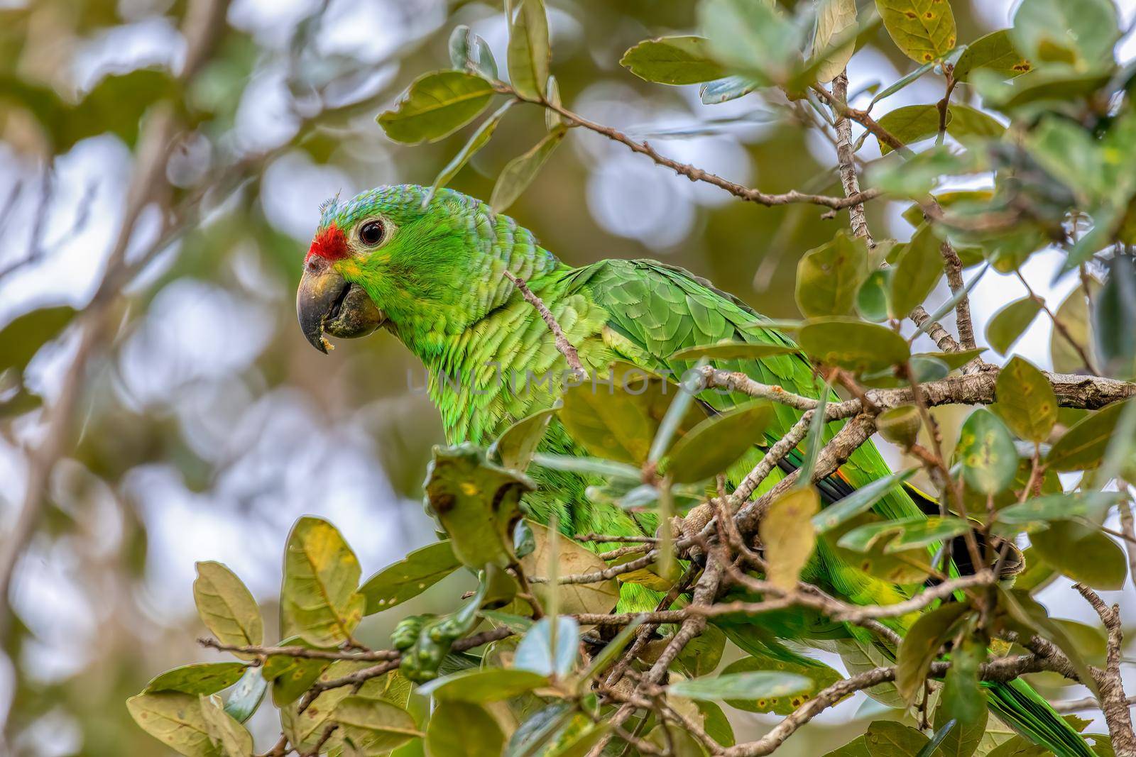 Red-lored amazon or red-lored parrot (Amazona autumnalis) is a species of amazon parrot feeding on tree, Curubande, Wildlife and birdwatching in Costa Rica.