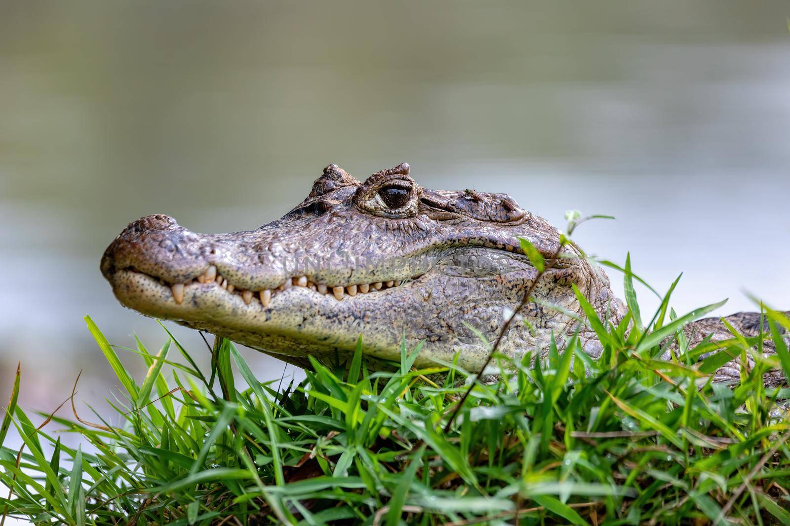 Spectacled caiman, Caiman crocodilus Cano Negro, Costa Rica. by artush