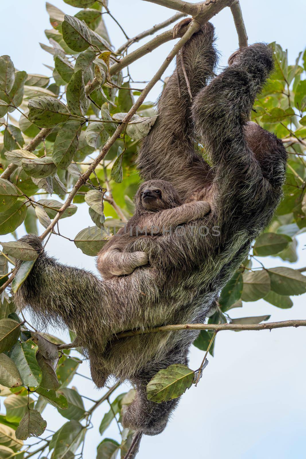 Female of pale-throated sloth Costa Rica wildlife by artush