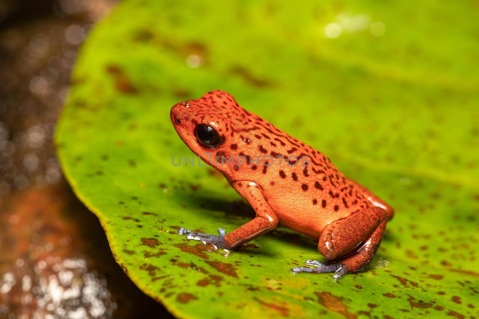 Strawberry poison-dart frog, La Fortuna Costa Rica by artush