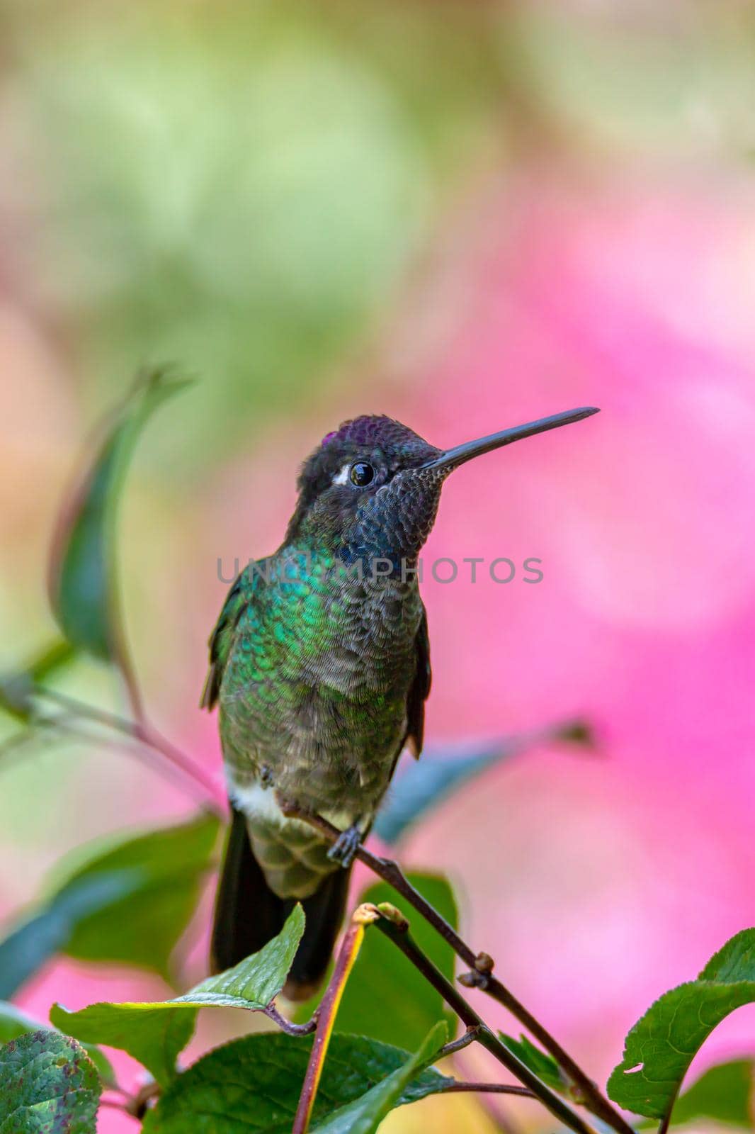 violet-headed hummingbird (Klais guimeti) Beautiful bird at San Gerardo de Dota, Wildlife and birdwatching in Costa Rica.