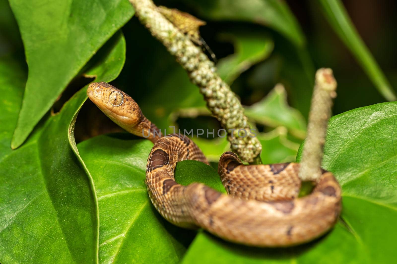 Small-spotted Cat-eyed Snake, Leptodeira polysticta, Tortuguero, Costa Rica by artush