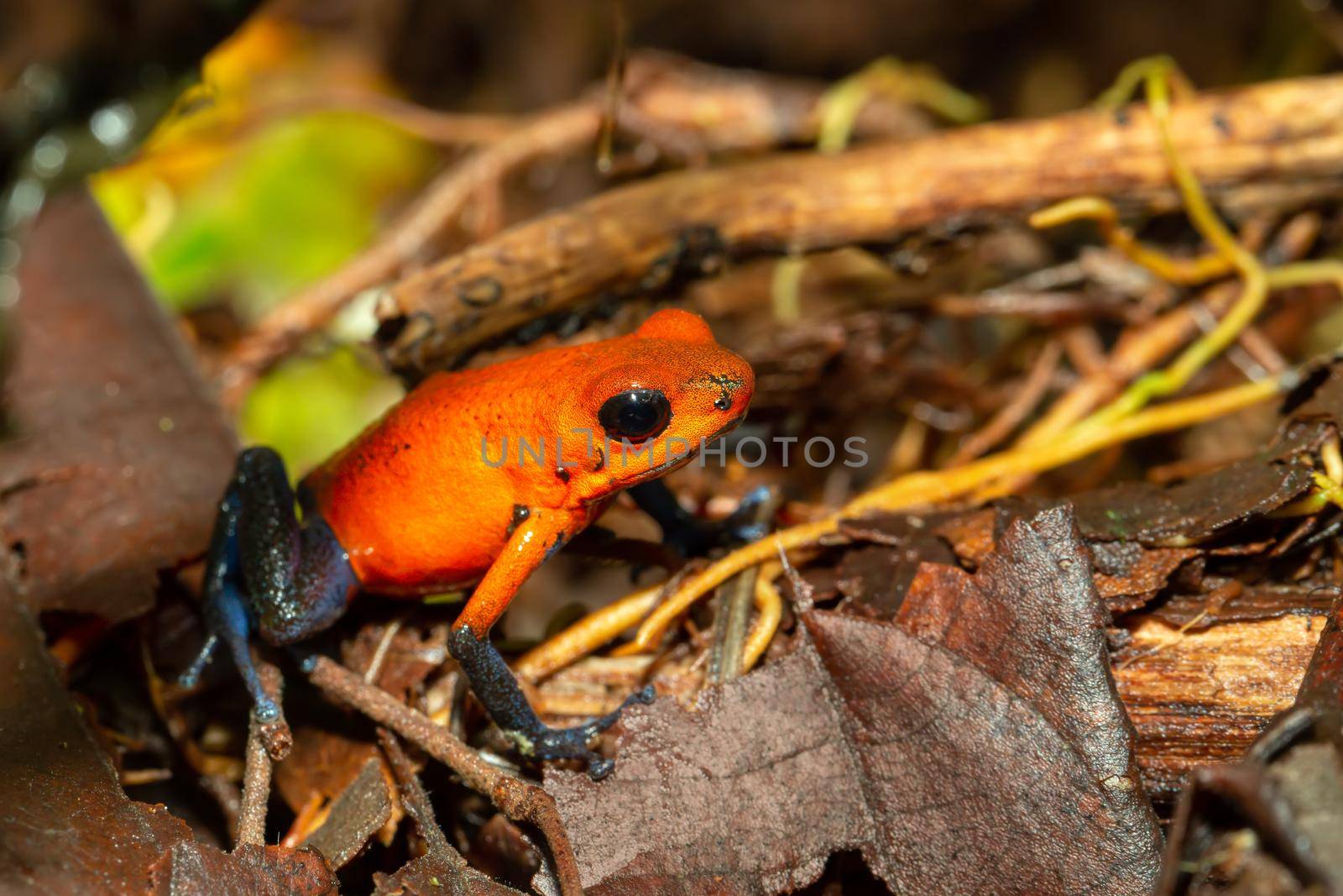 Strawberry poison-dart frog, La Fortuna Costa Rica by artush