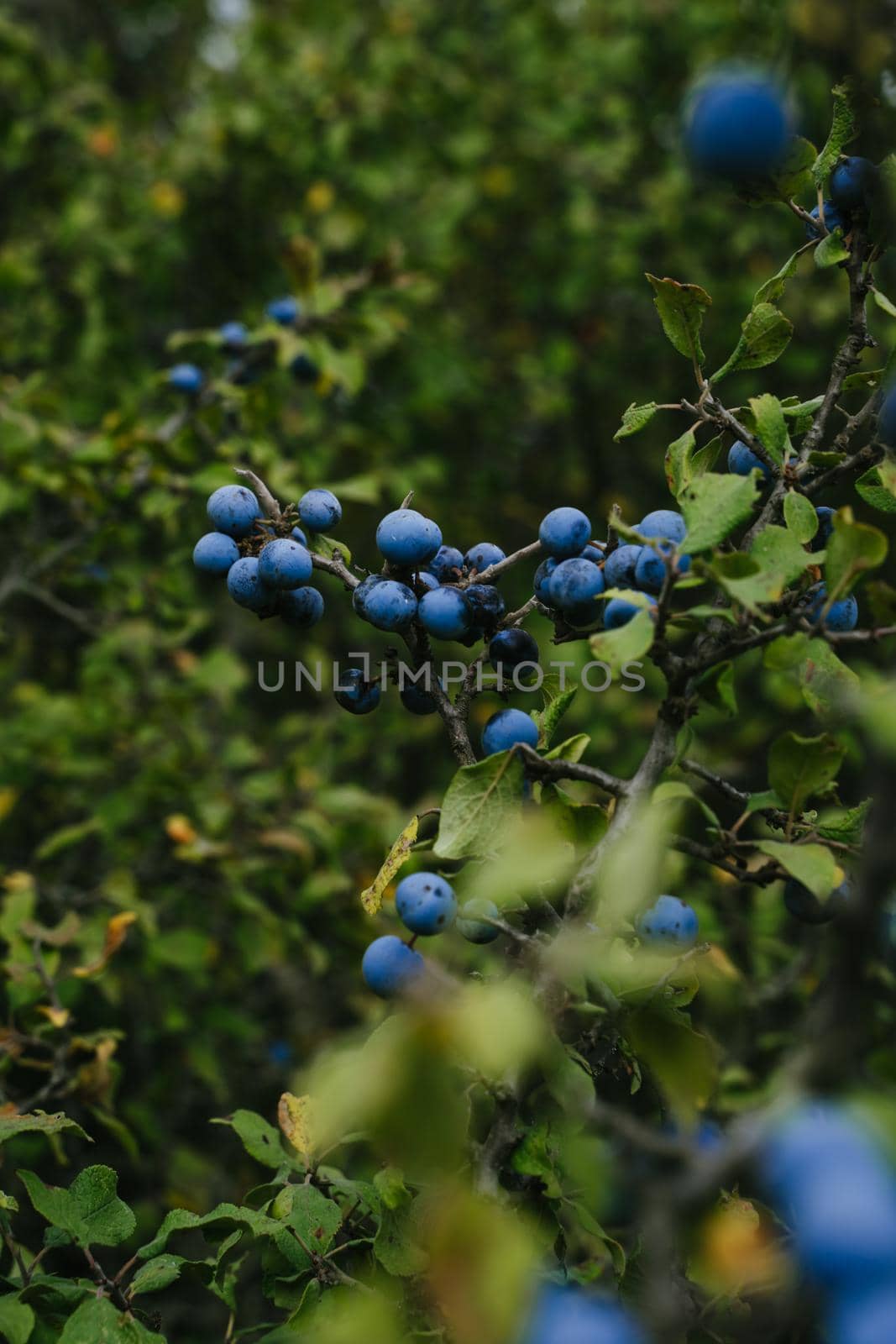 Blue thorn in the woods. Forest berries. Blue berries on the branches. Blackthorn berries. Close-up of berries. A vertical image.