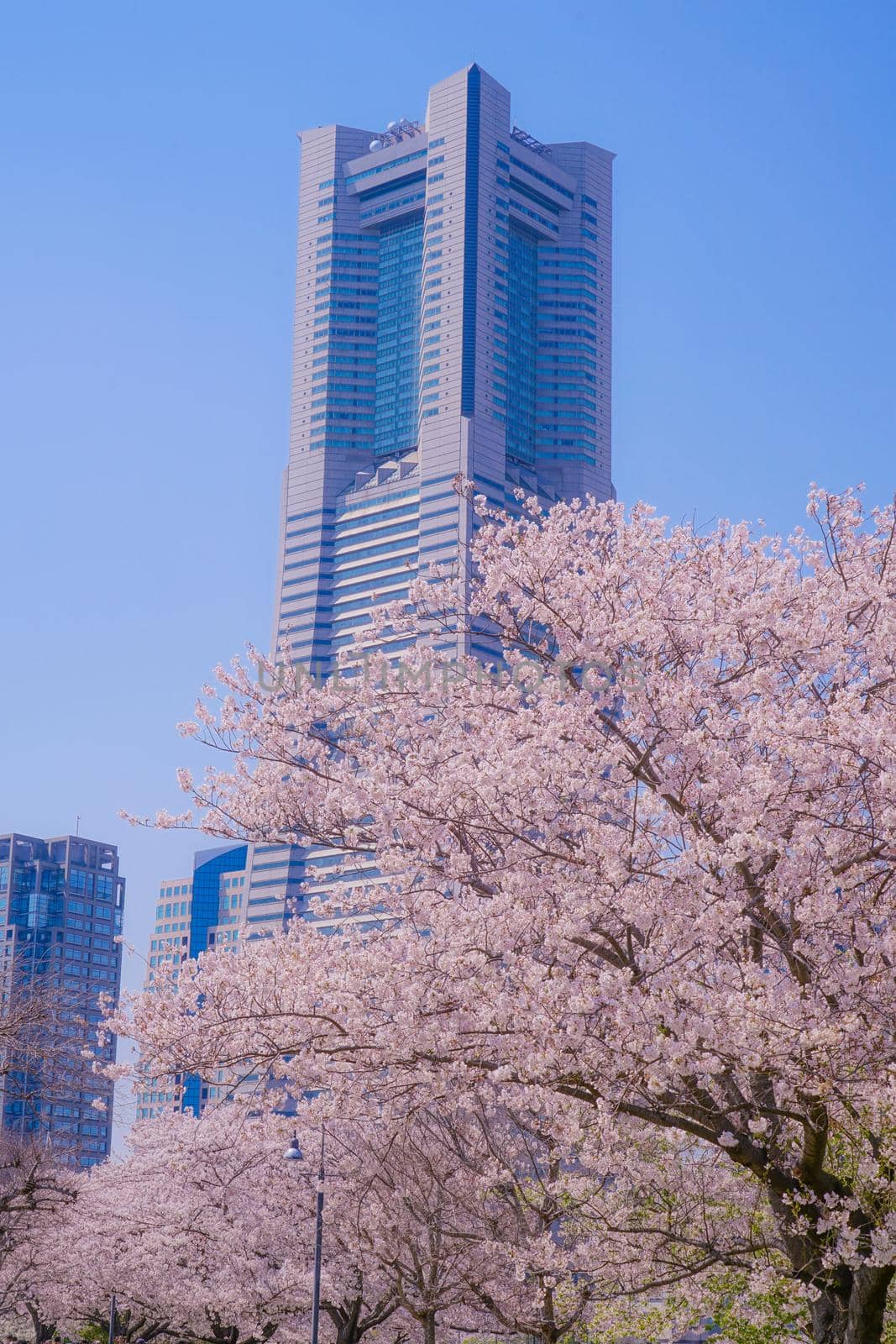 The city of full bloom and the city of Yokohama Minato Mirai. Shooting Location: Yokohama-city kanagawa prefecture