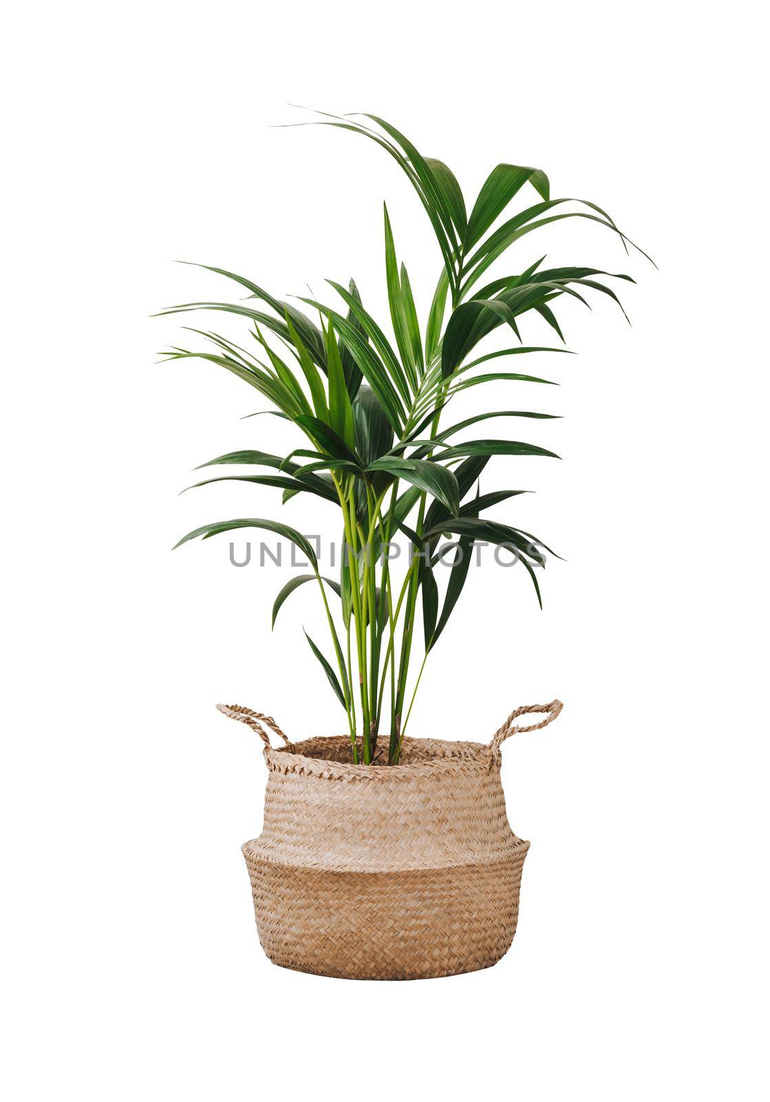 Kentia or Howea. Home plant palm howea forsteriana tree in seagrass wicker basket isolated on white background. Pandemic hobbies and urban gardening