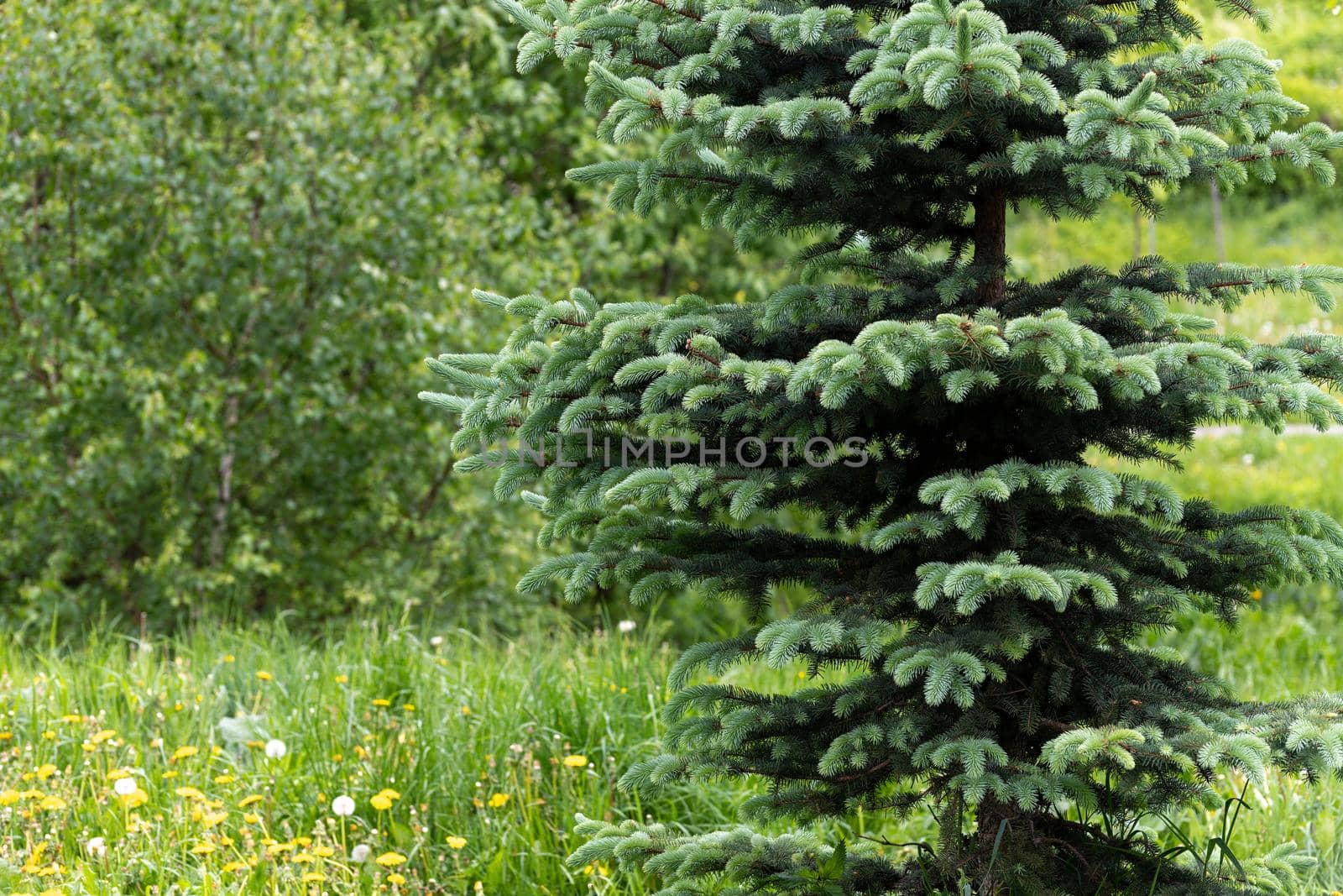 Young spruces in the park in spring by olgavolodina