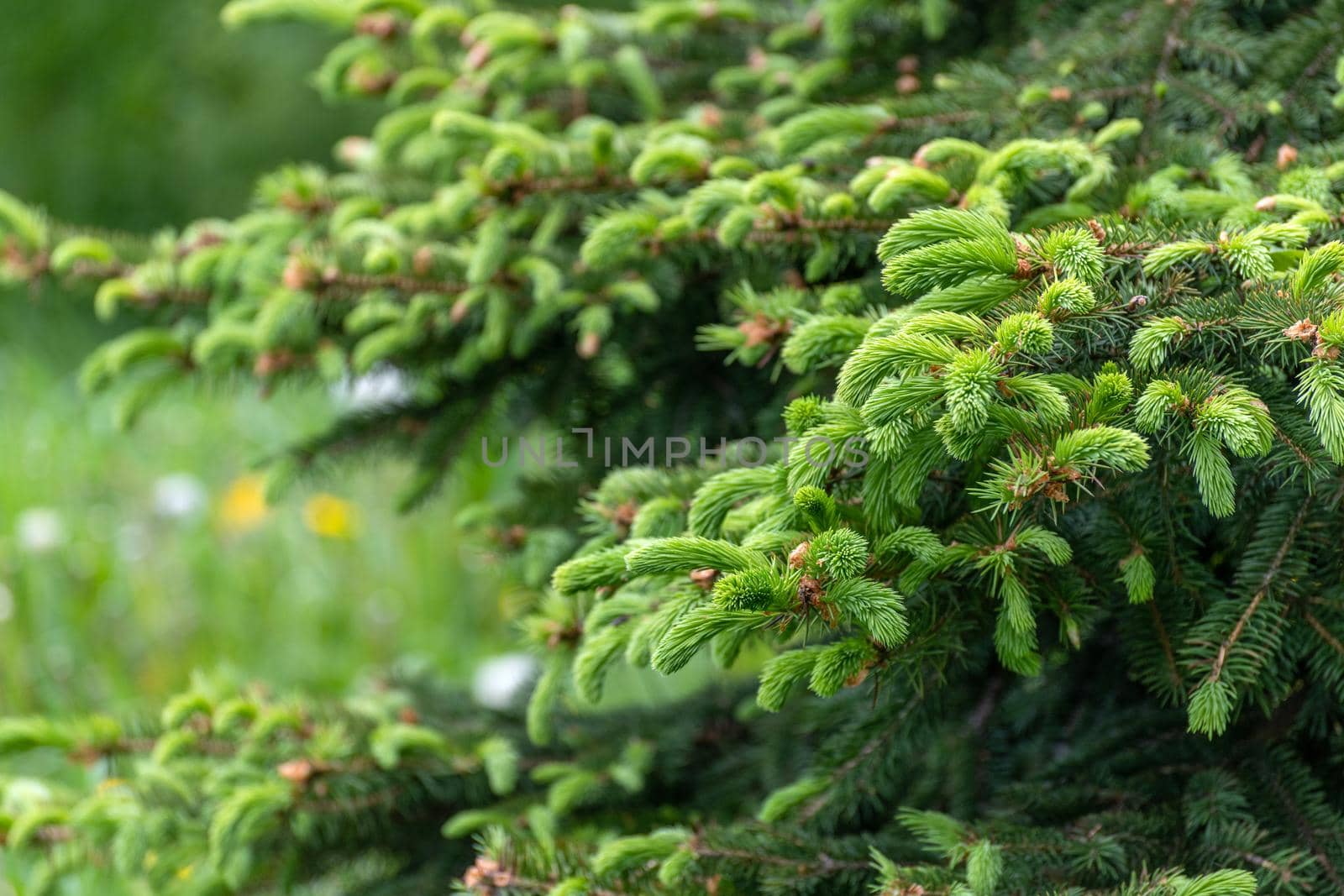 Sprig of young spruce against background of grass in spring