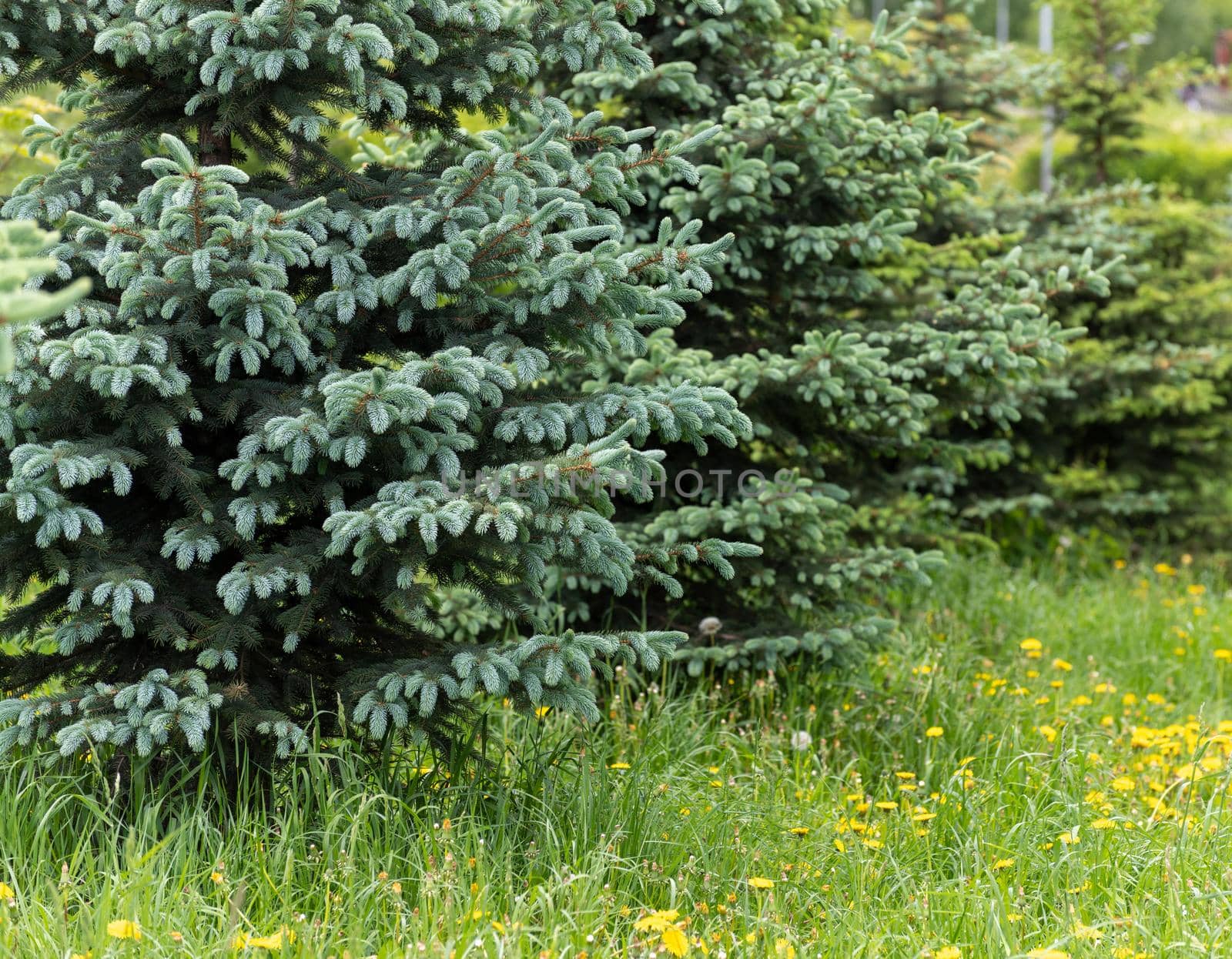 Young spruces in the park in spring by olgavolodina