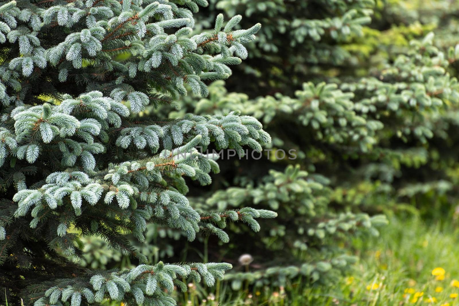 Young spruces in the park in spring by olgavolodina